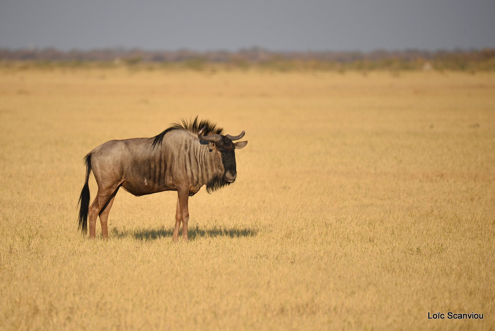 Gnou/Wildebeest (2)