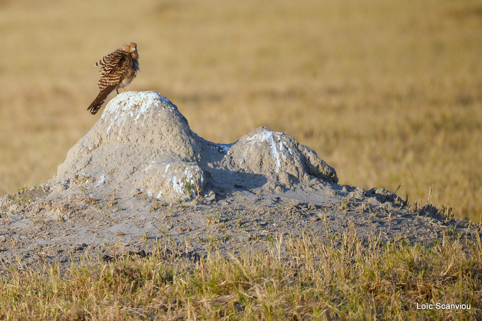 Crécerelle aux yeux blancs/Greater Kestrel (1)