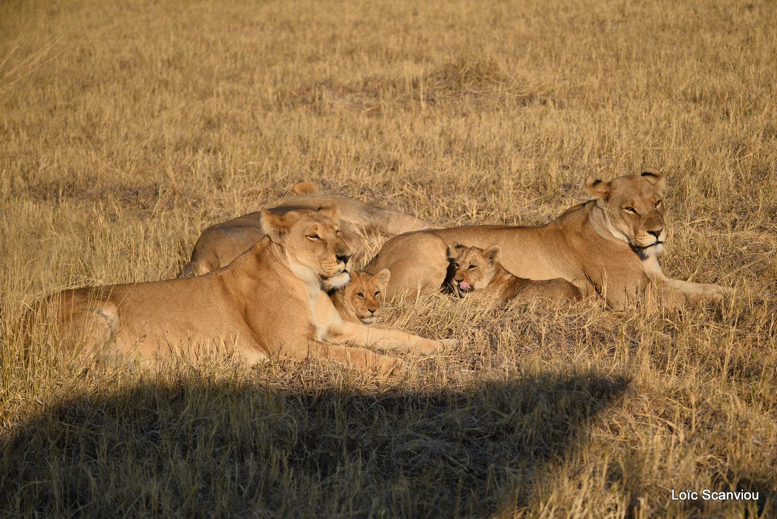 Lionne et lionceaux/Lioness with cubs (4)