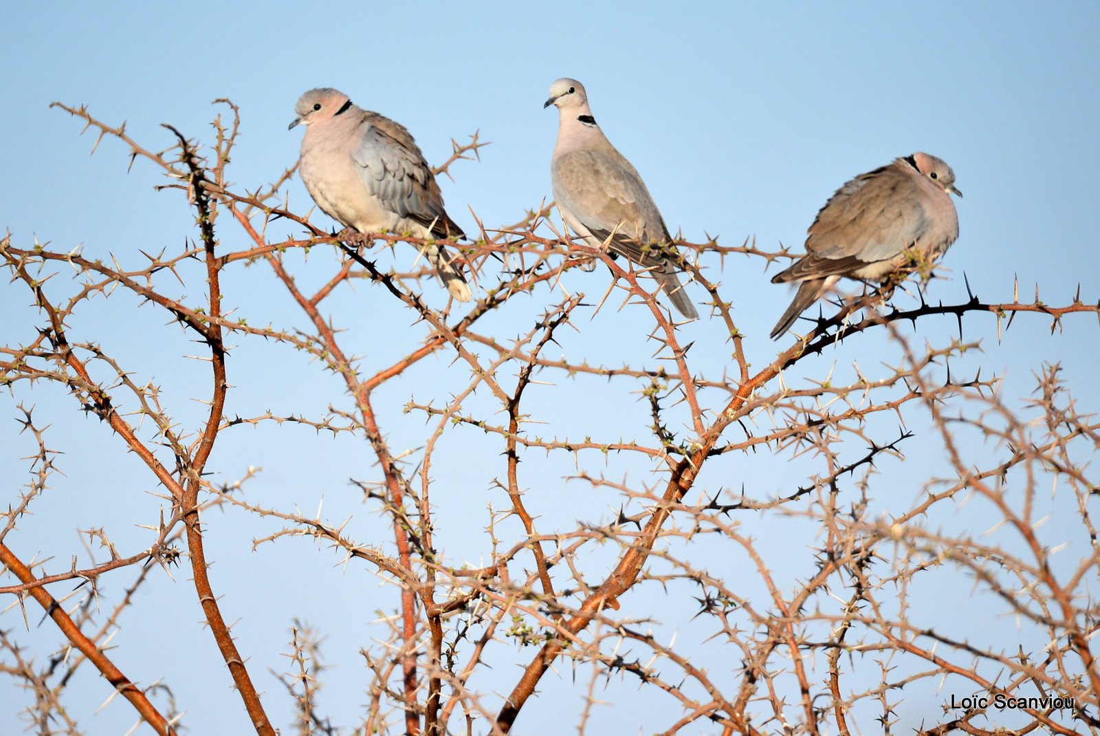 Tourterelle du Cap/Cape Turtle Dove (2)