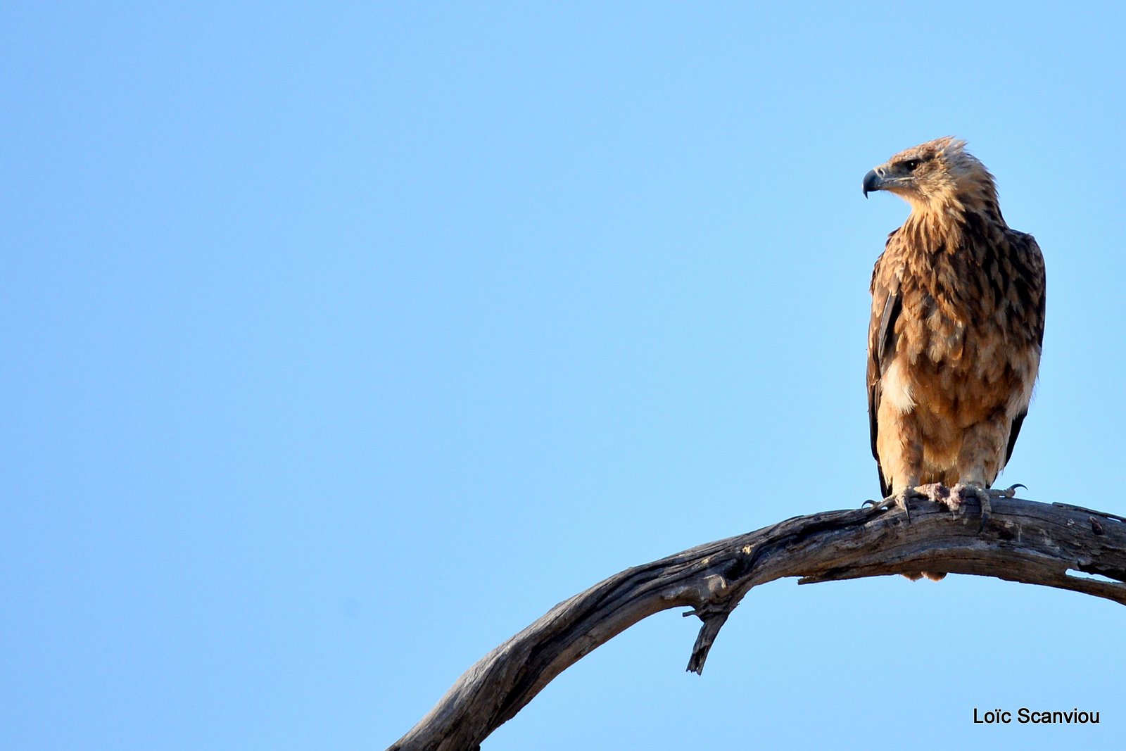 Circaète brun juvénile/Juvenile Brown Snake Eagle (1)