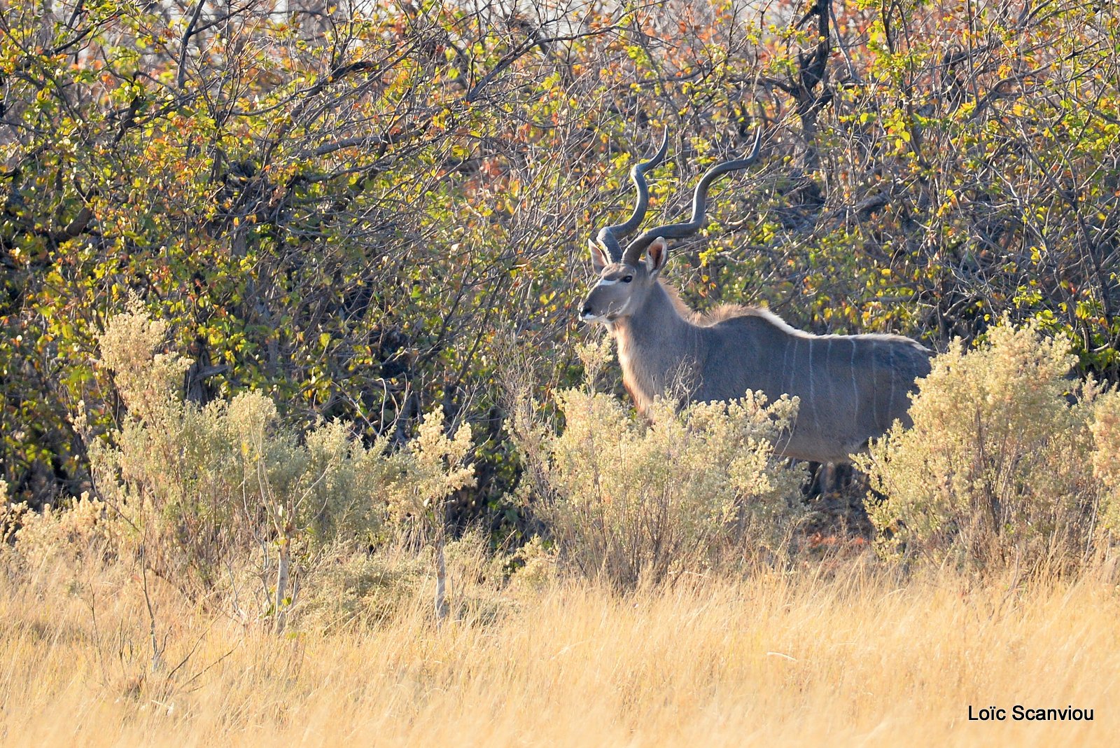 Grand koudou/Greater Kudu (5)