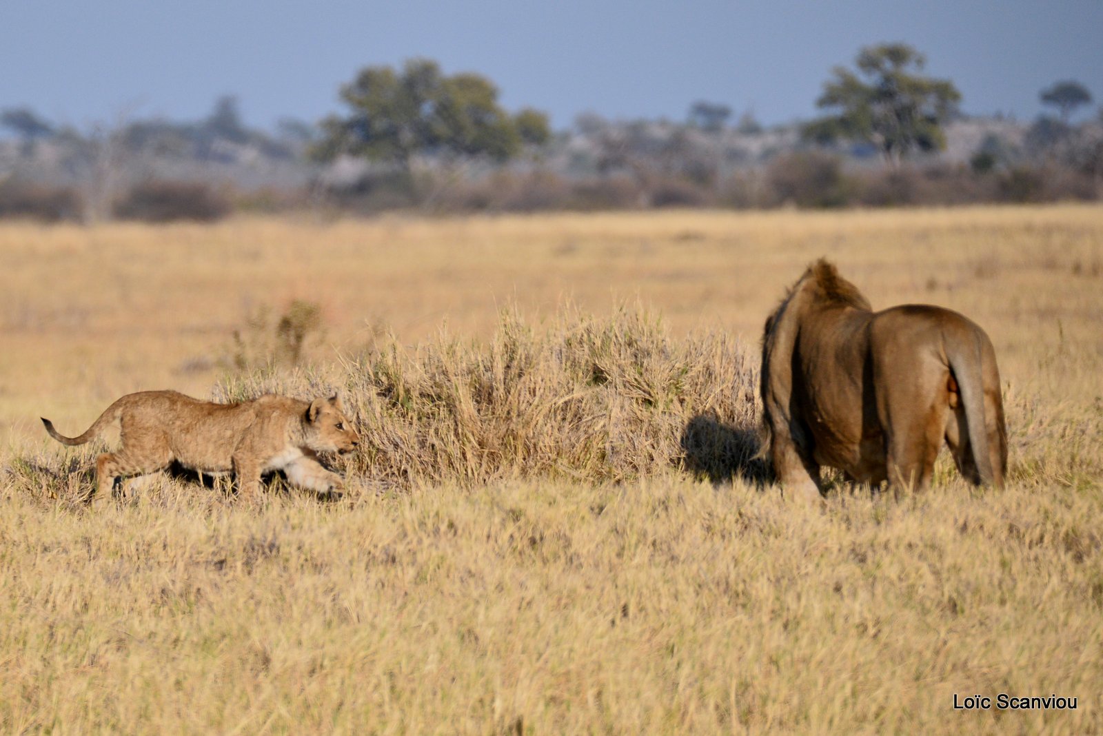 Lion mâle et lionceau/Male Lion with cub (8)