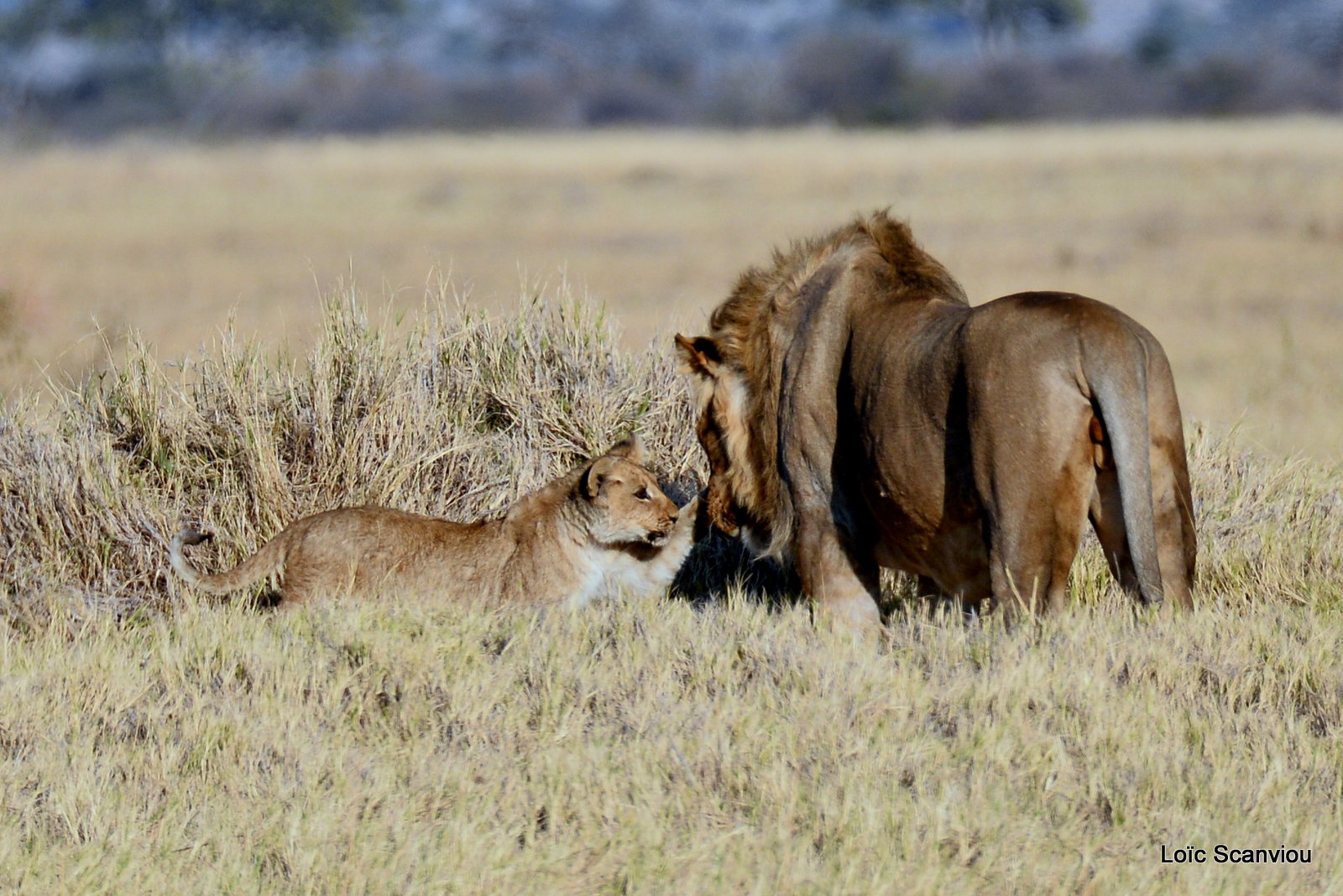 Lion mâle et lionceau/Male Lion with cub (9)