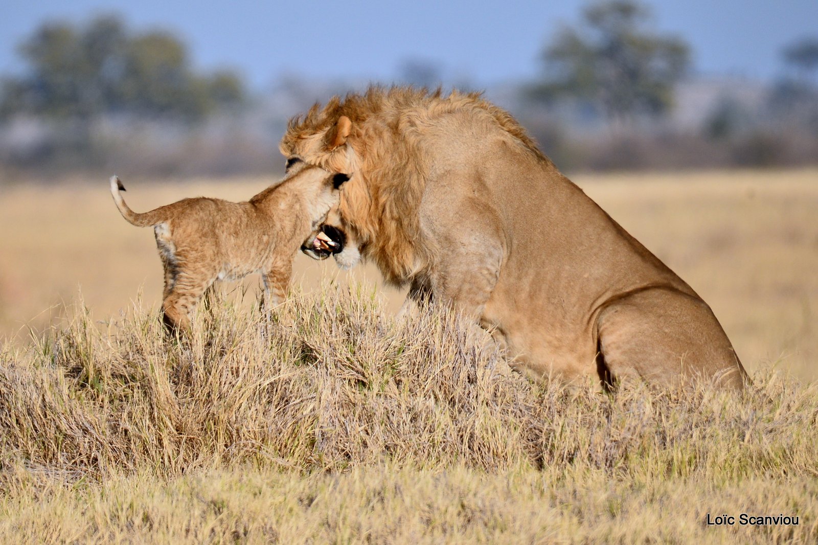 Lion mâle et lionceau/Male Lion with cub (10)