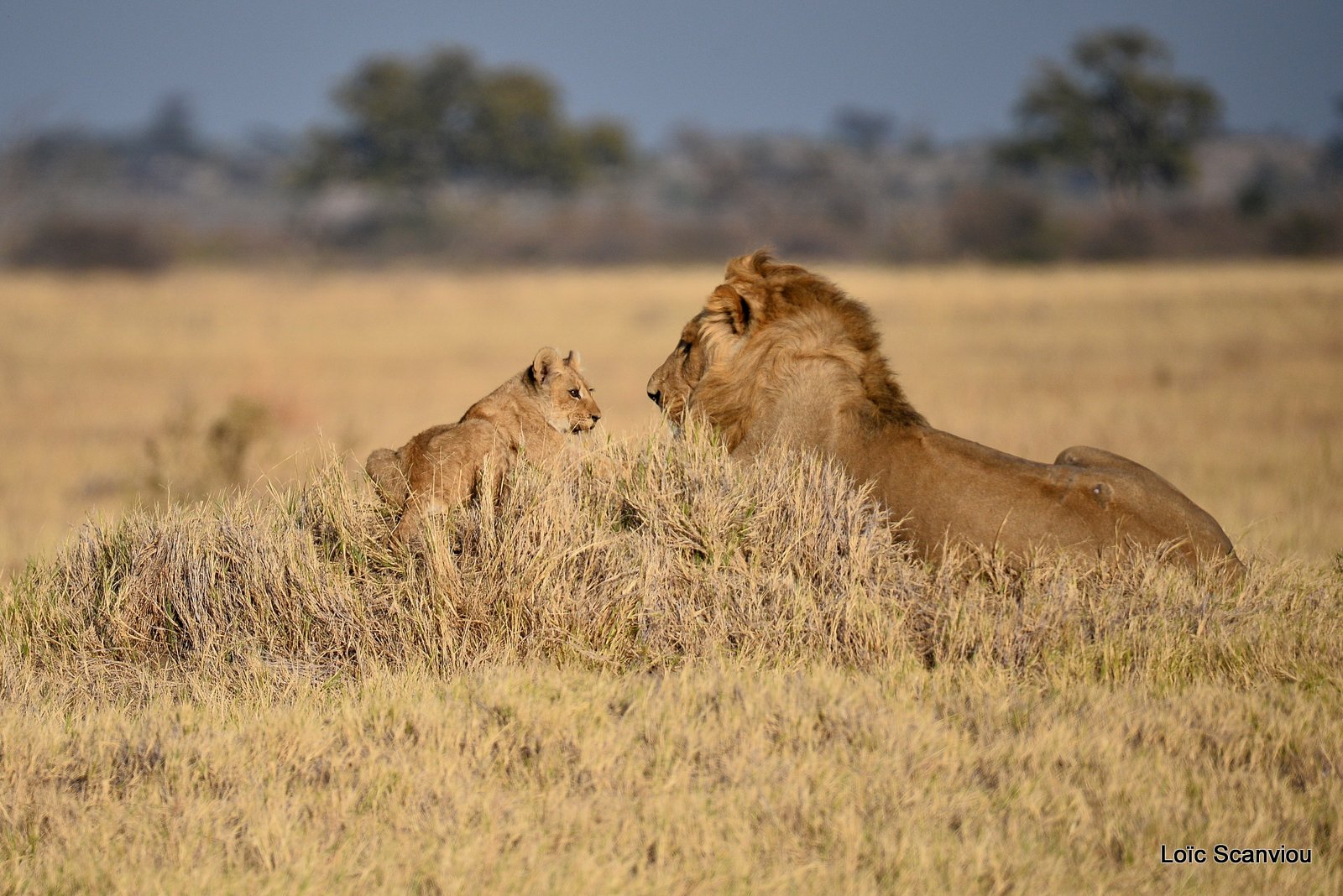 Lion mâle et lionceau/Male Lion with cub (11)