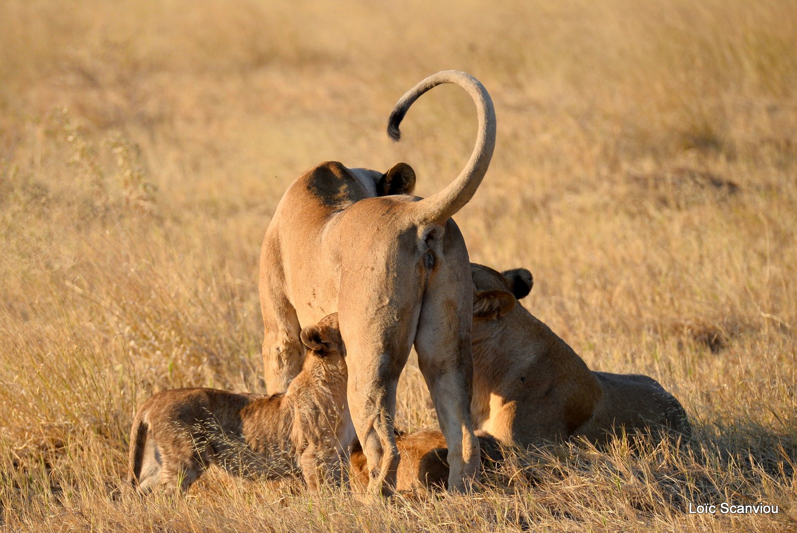 Lionne et lionceaux/Lioness with cubs (5)
