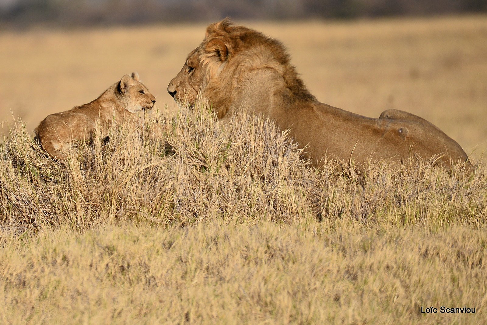Lion mâle et lionceau/Male Lion with cub (12)