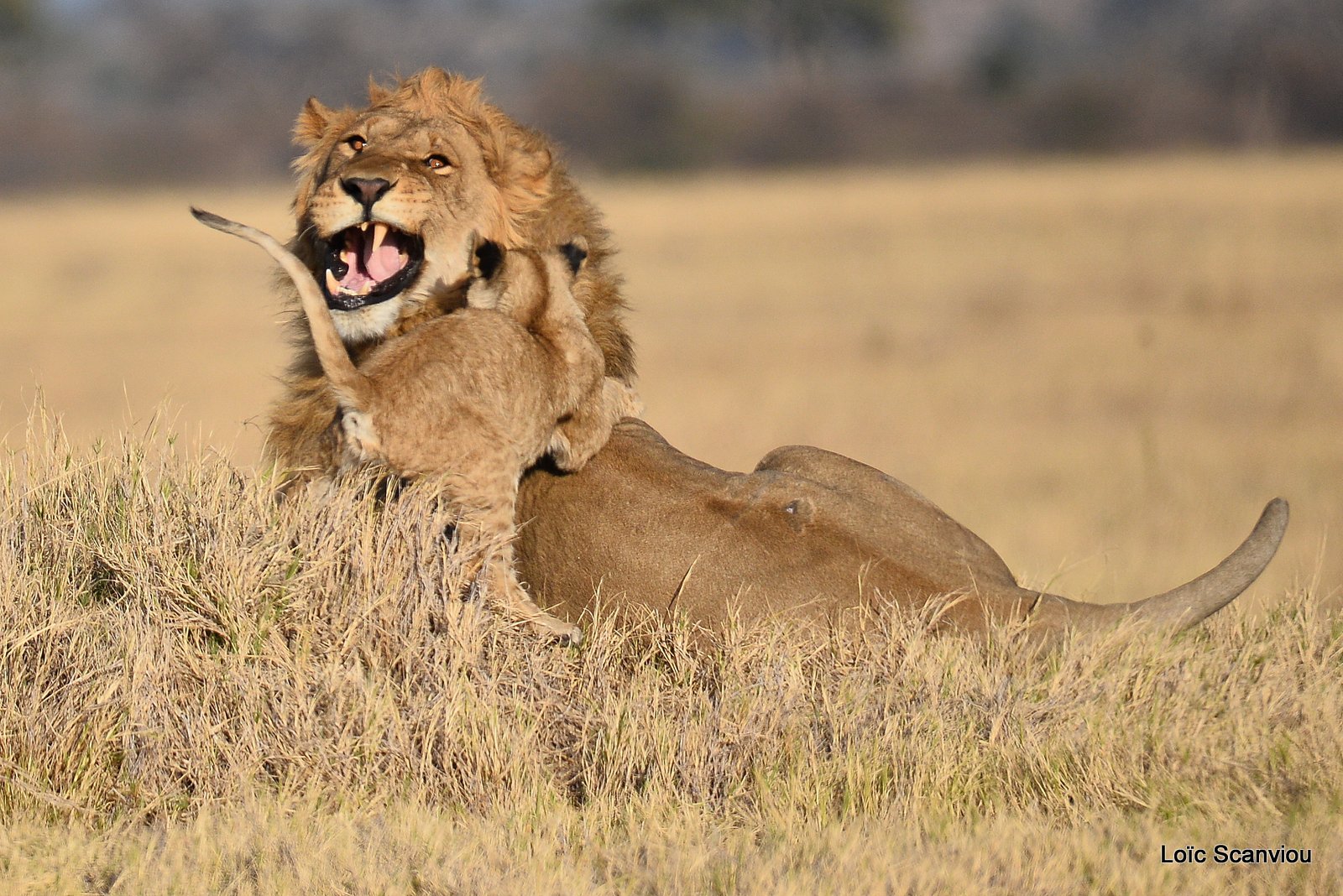 Lion mâle et lionceau/Male Lion with cub (13)