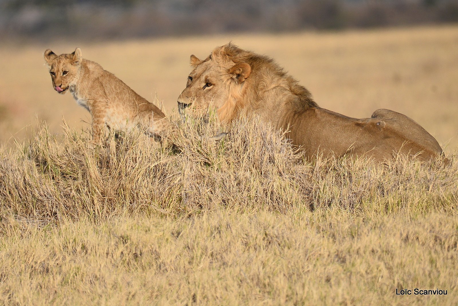 Lion mâle et lionceau/Male Lion with cub (15)