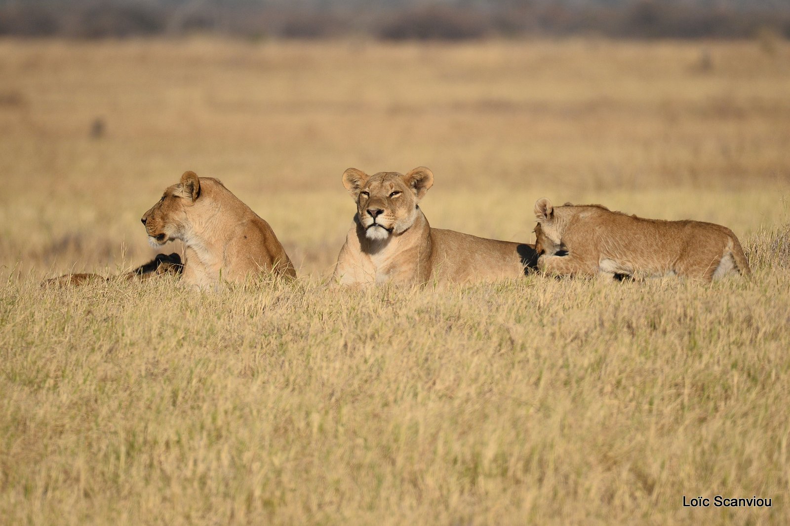 Lionne et lionceaux/Lioness with cubs (13)