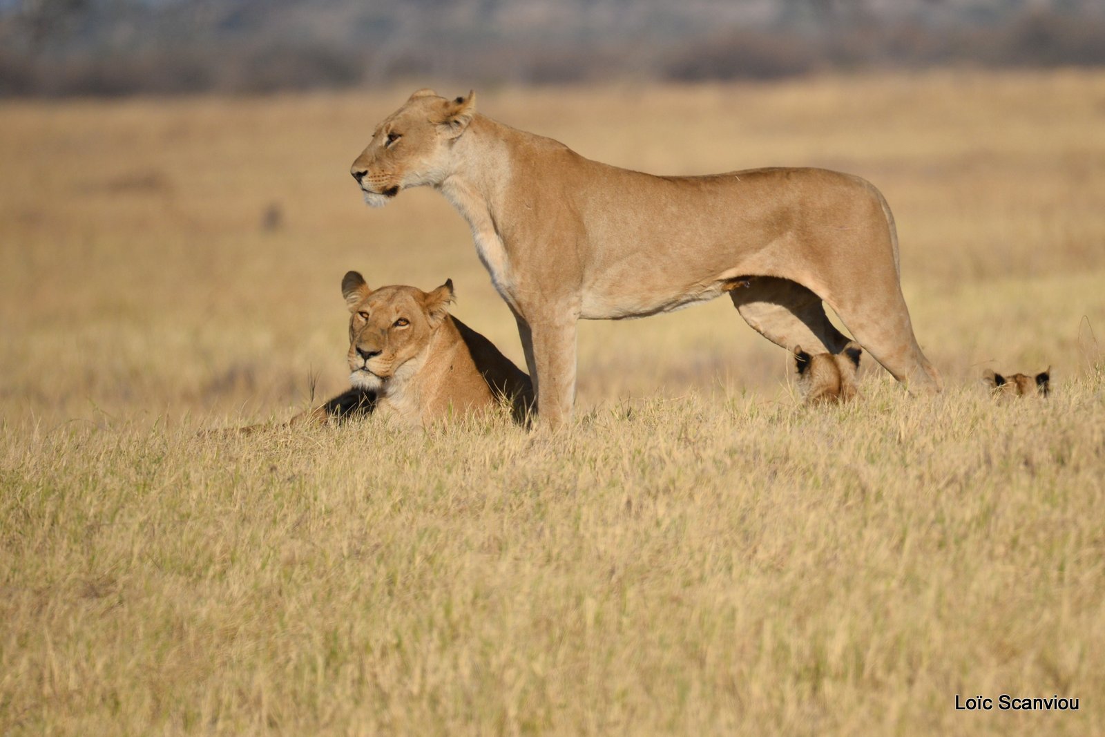 Lionne et lionceaux/Lioness with cubs (14)