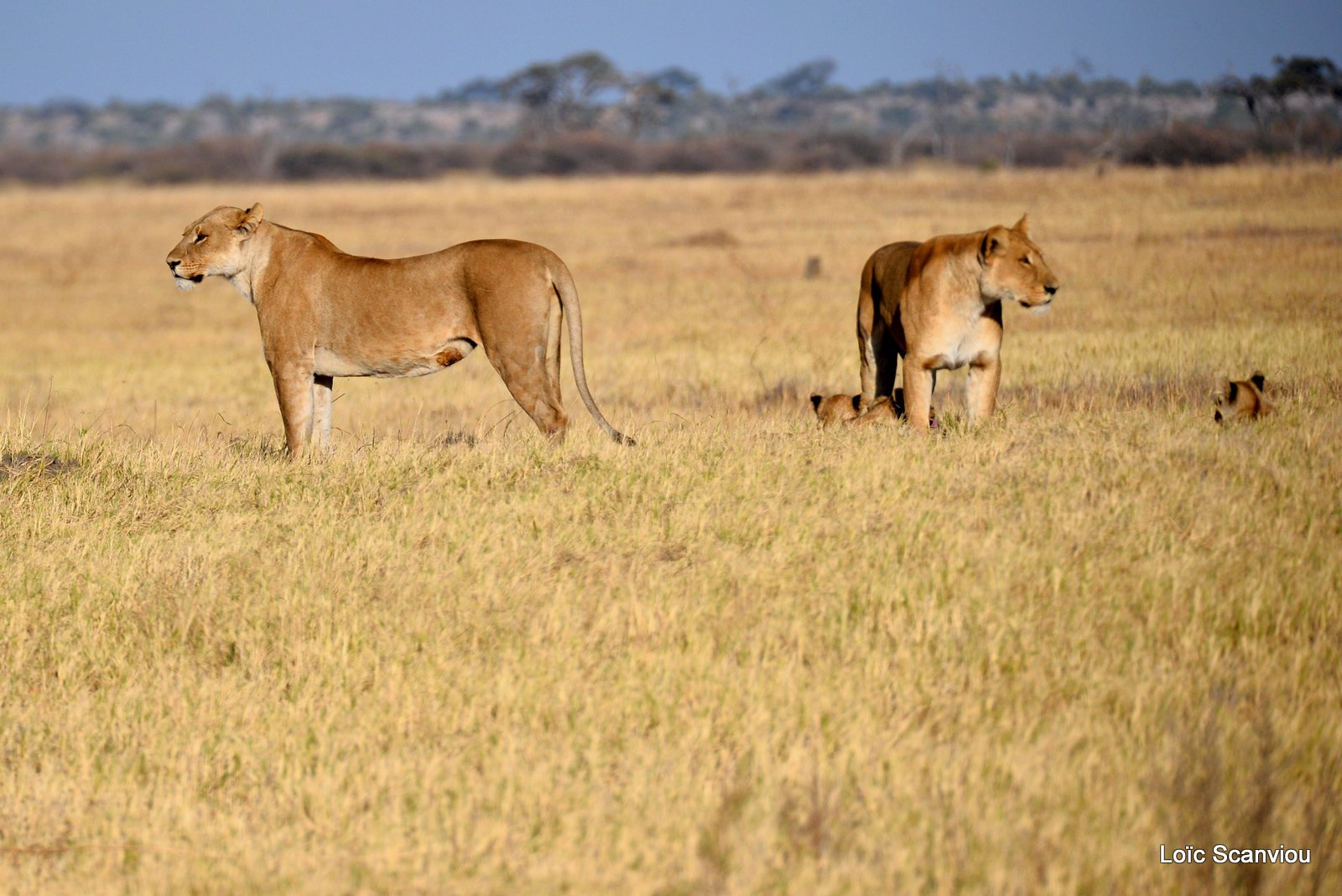Lionne et lionceaux/Lioness with cubs (15)