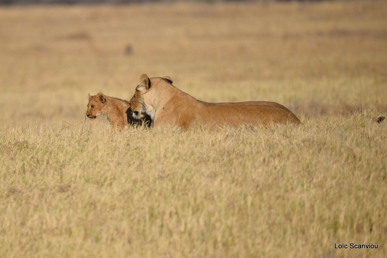 Lionne et lionceaux/Lioness with cubs (17)