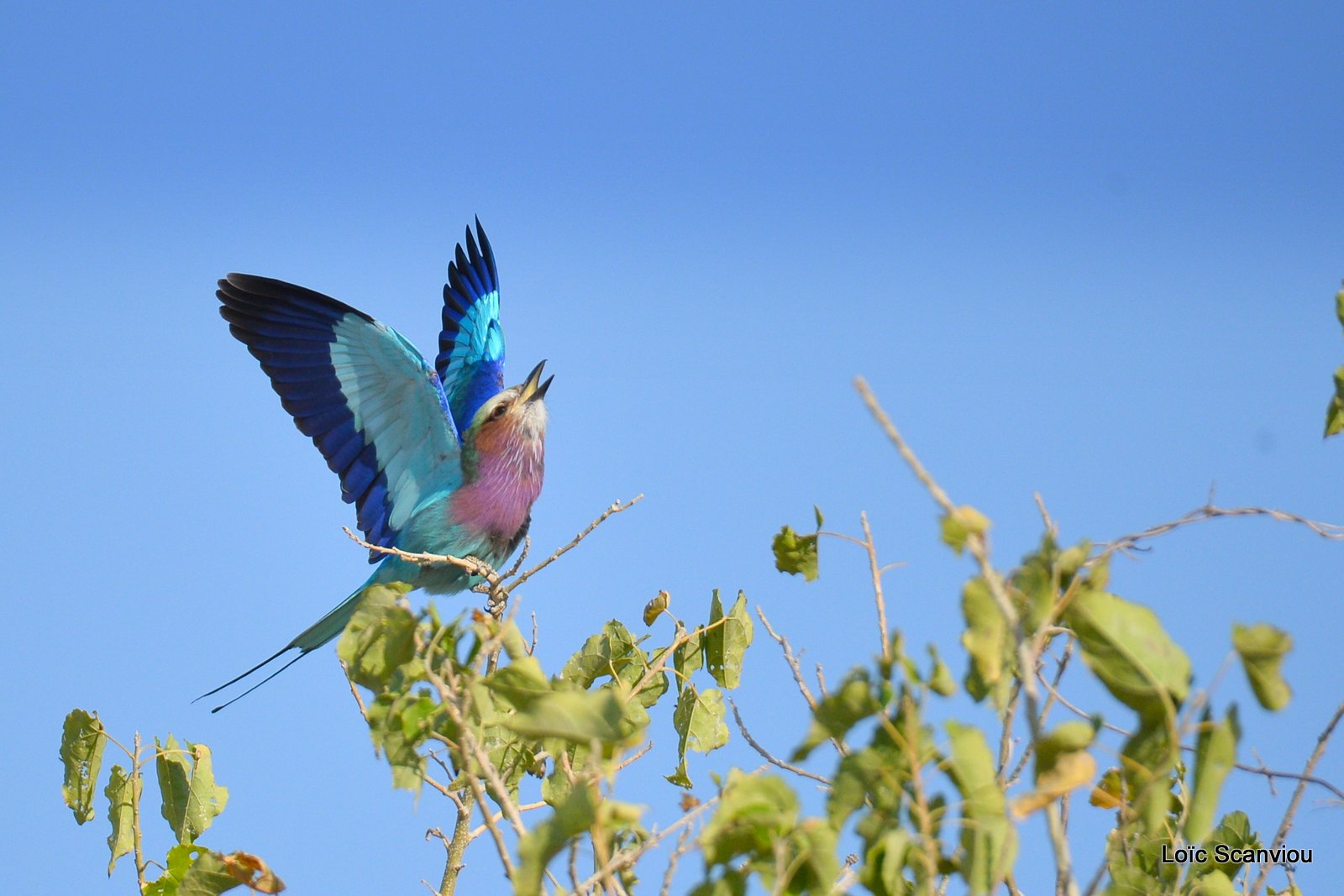 Rollier à longs brins/Lilac-Breasted Roller (8)