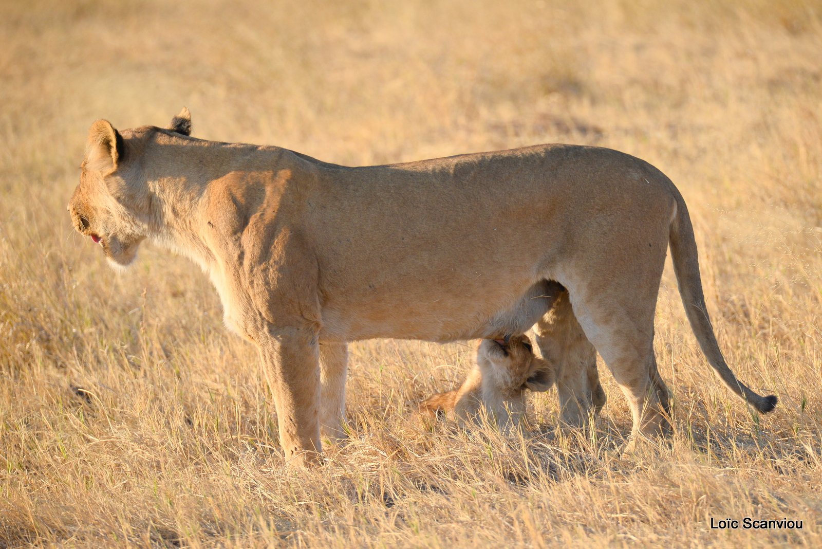 Lionne et lionceaux/Lioness with cubs (6)