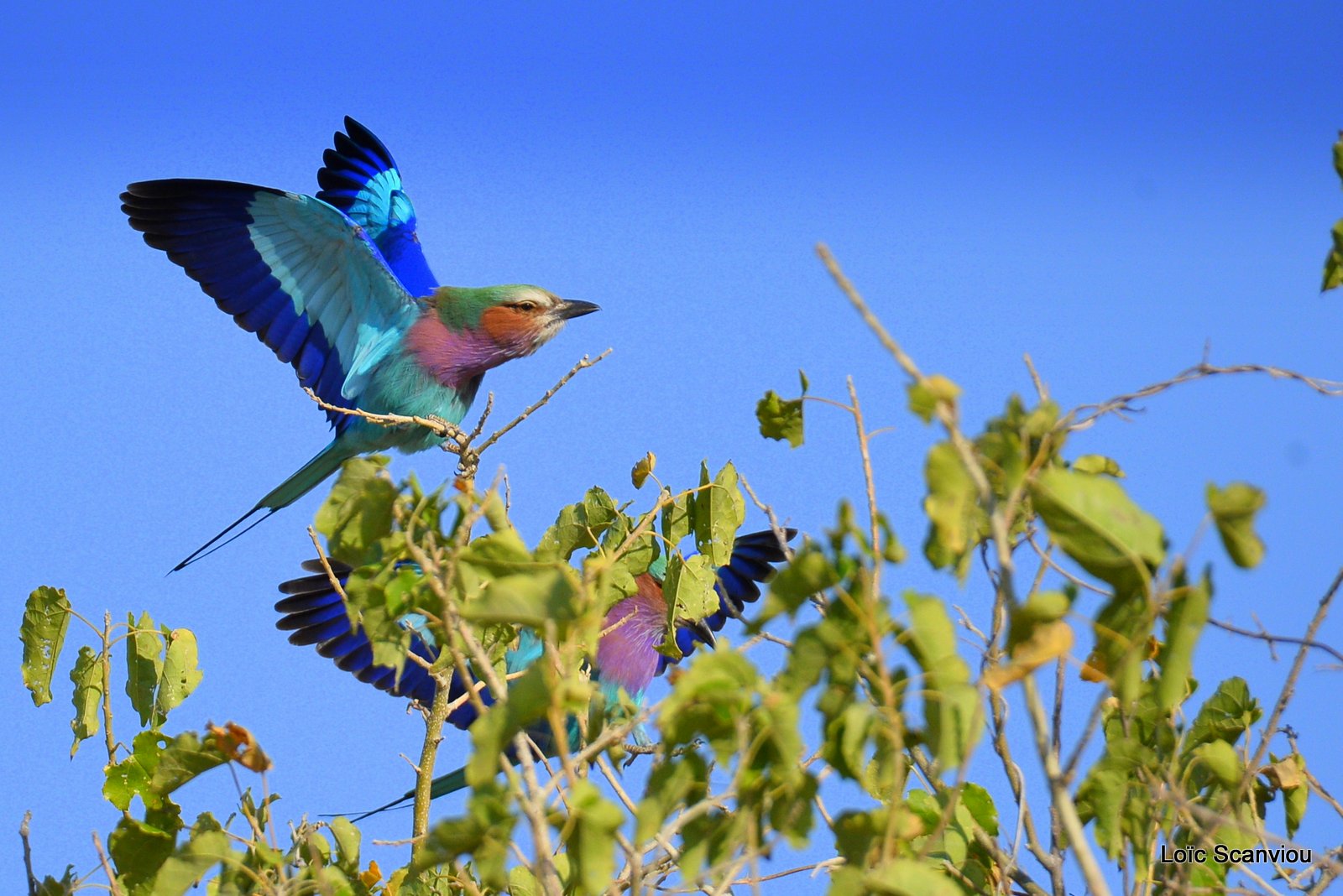 Rollier à longs brins/Lilac-Breasted Roller (9)