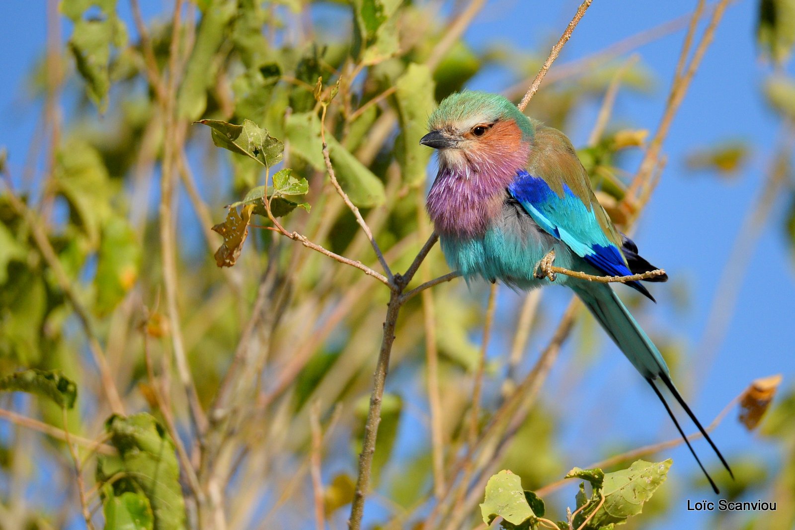 Rollier à longs brins/Lilac-Breasted Roller (10)