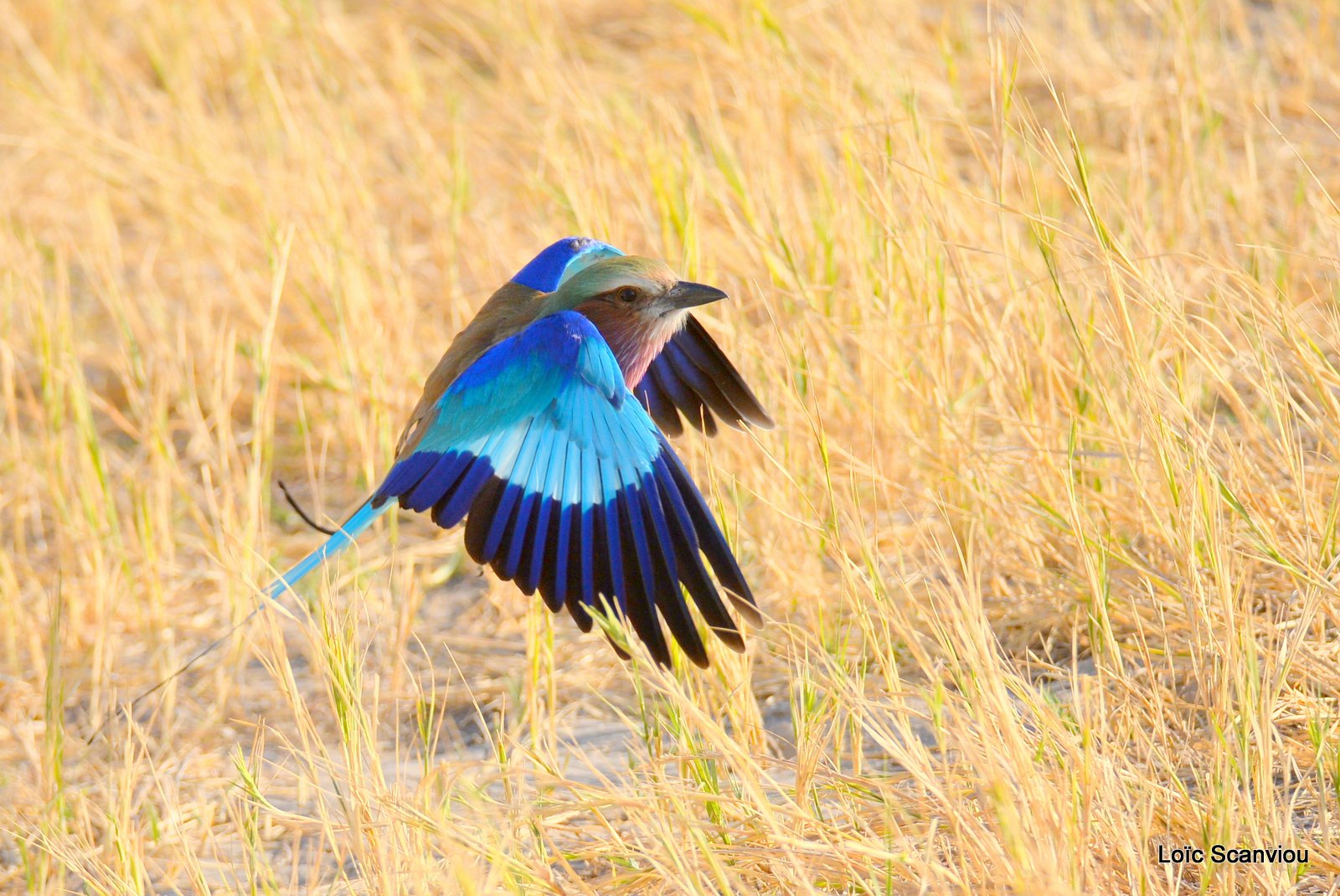 Rollier à longs brins/Lilac-Breasted Roller (11)