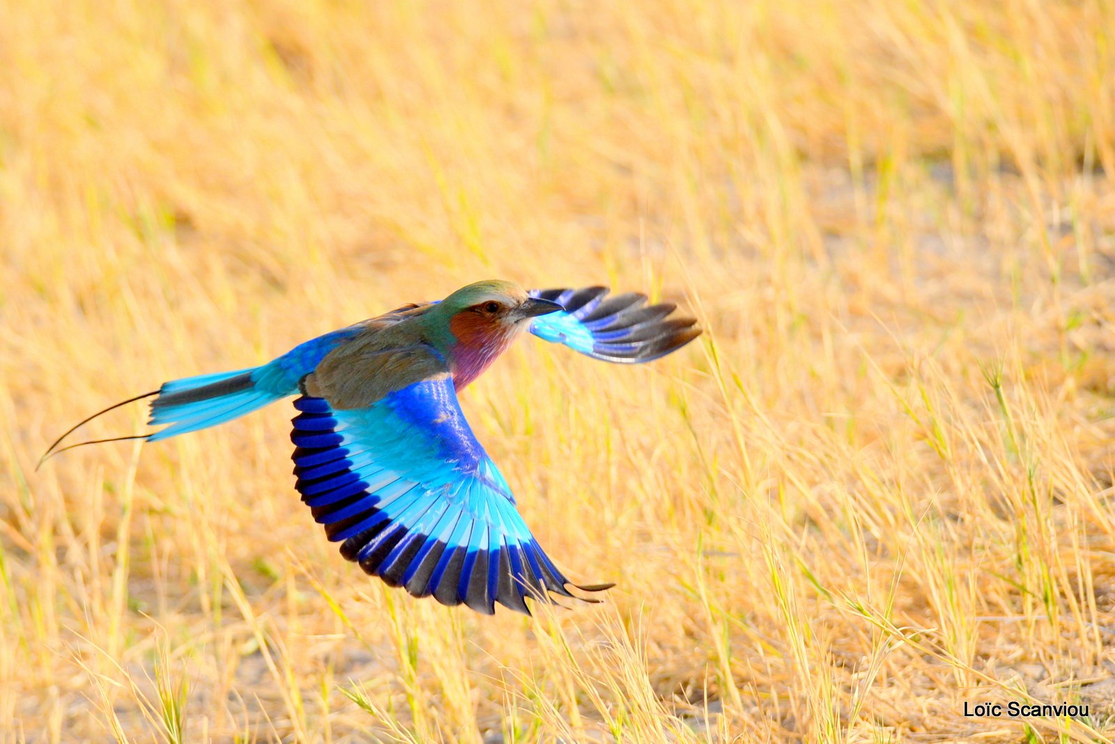Rollier à longs brins/Lilac-Breasted Roller (12)