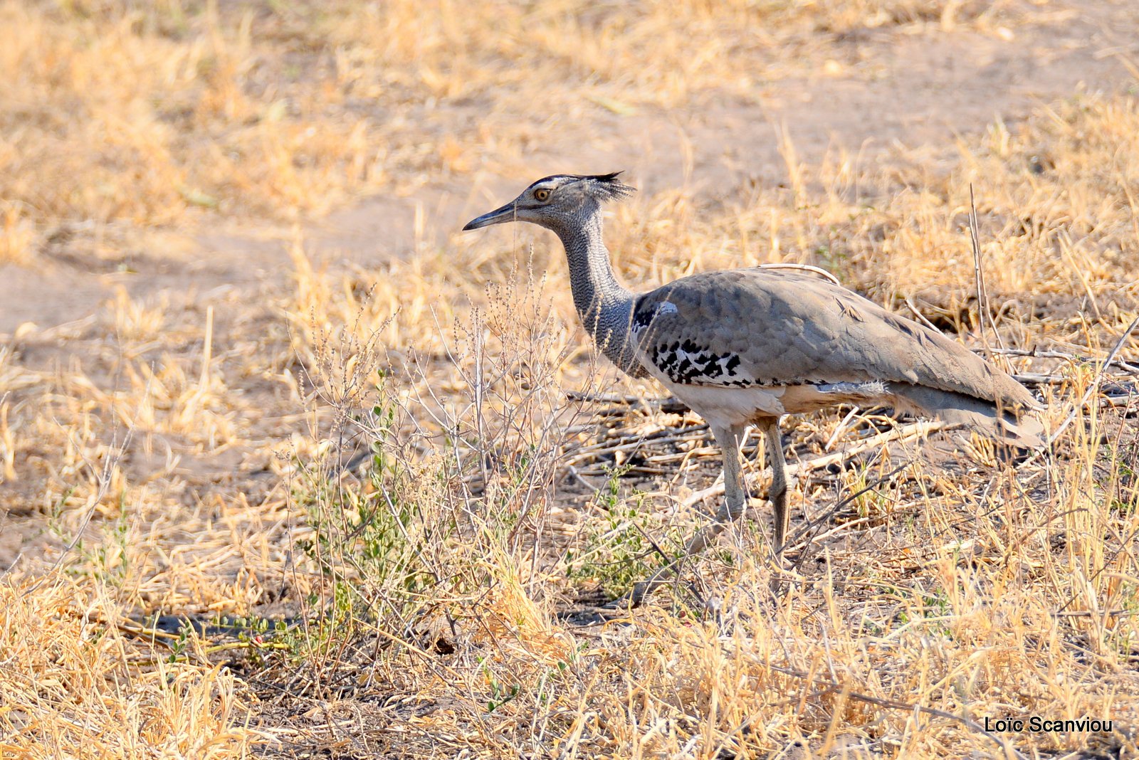 Outarde kori/Kori Bustard (1)