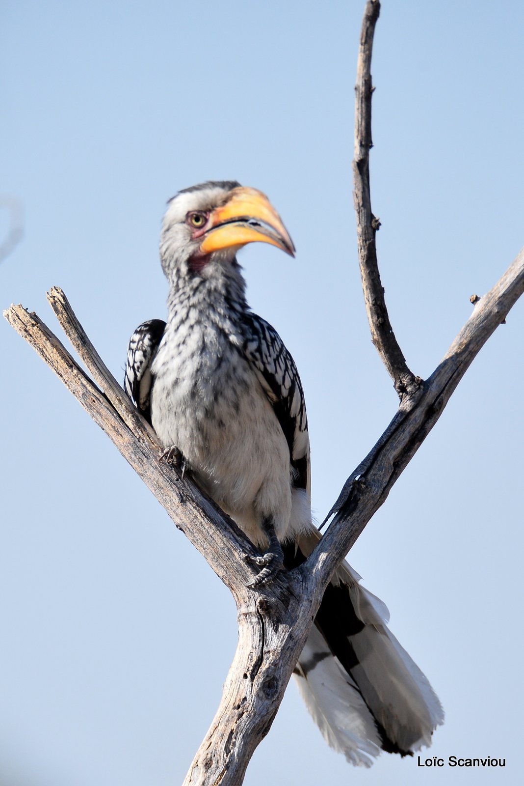 Calao leucomèle/Southern Yellow-billed Hornbill (2)