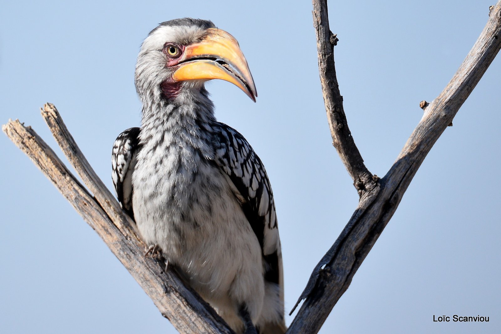 Calao leucomèle/Southern Yellow-billed Hornbill (3)