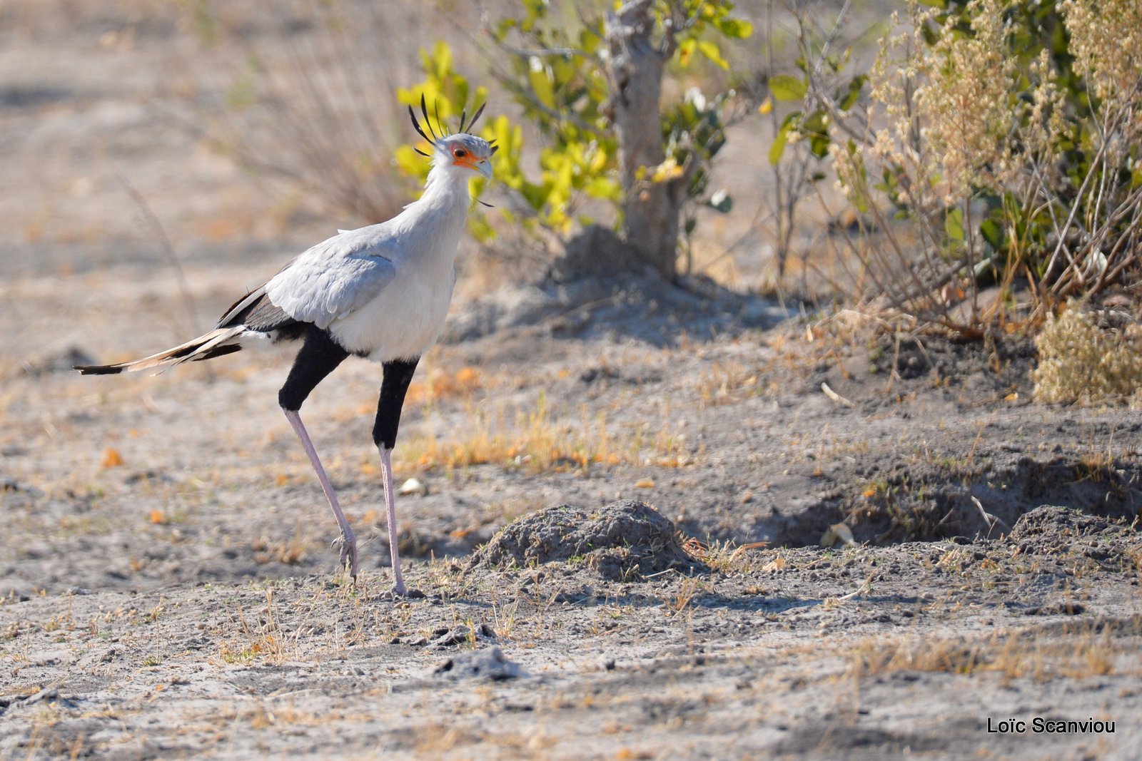 Messager solitaire/Secretary Bird (1)
