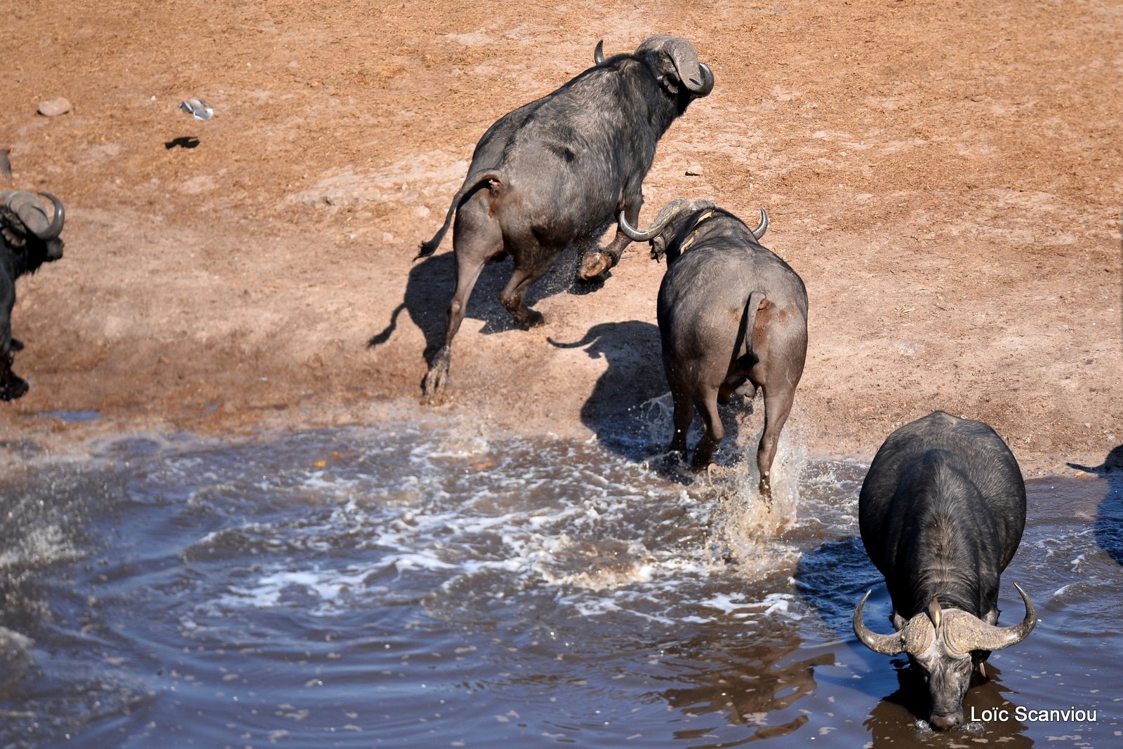 Buffle d'Afrique/Cape Buffalo (1)