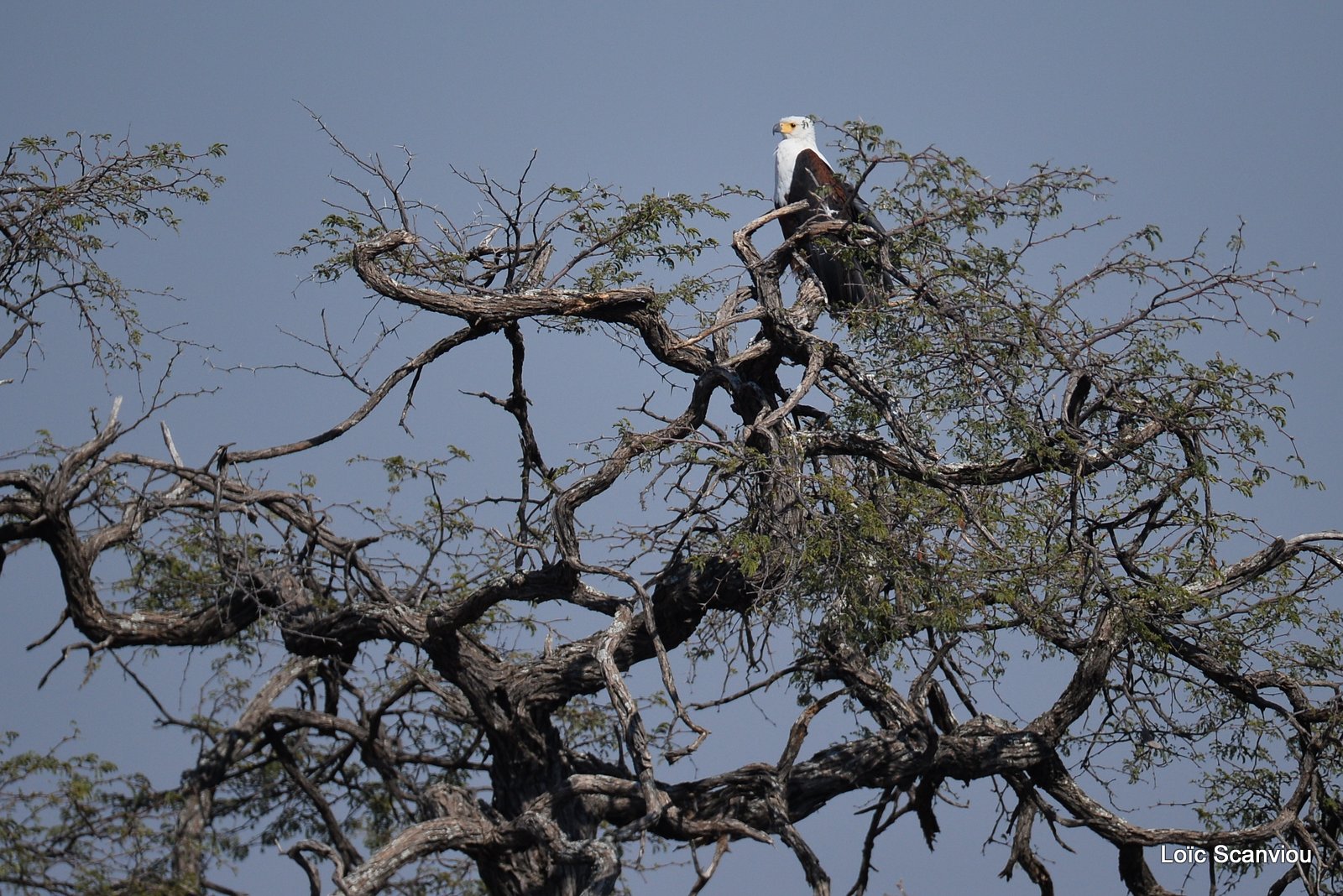 Pygargue vocifère/African Fish Eagle (1)