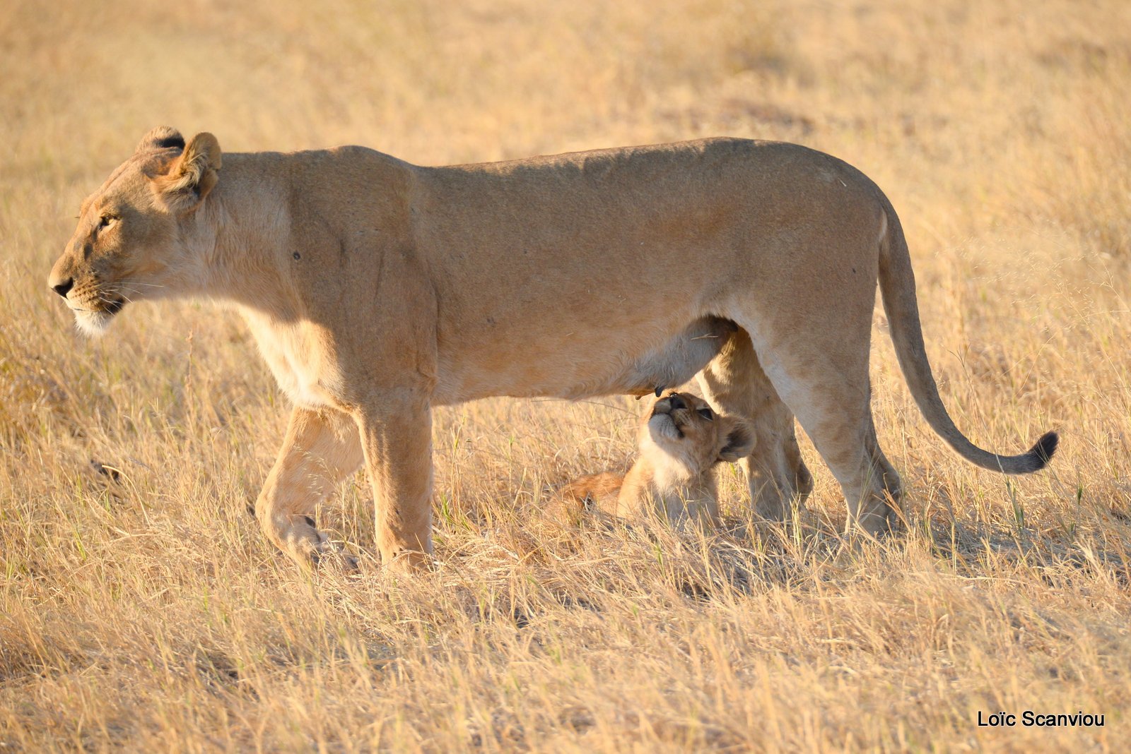 Lionne et lionceaux/Lioness with cubs (7)