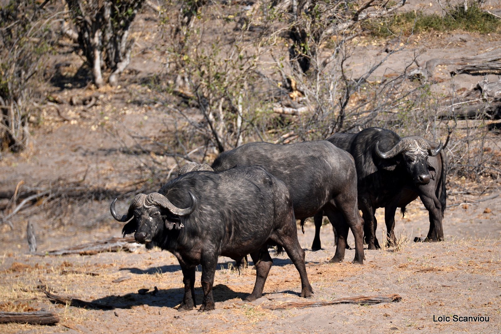 Buffle d'Afrique/Cape Buffalo (2)