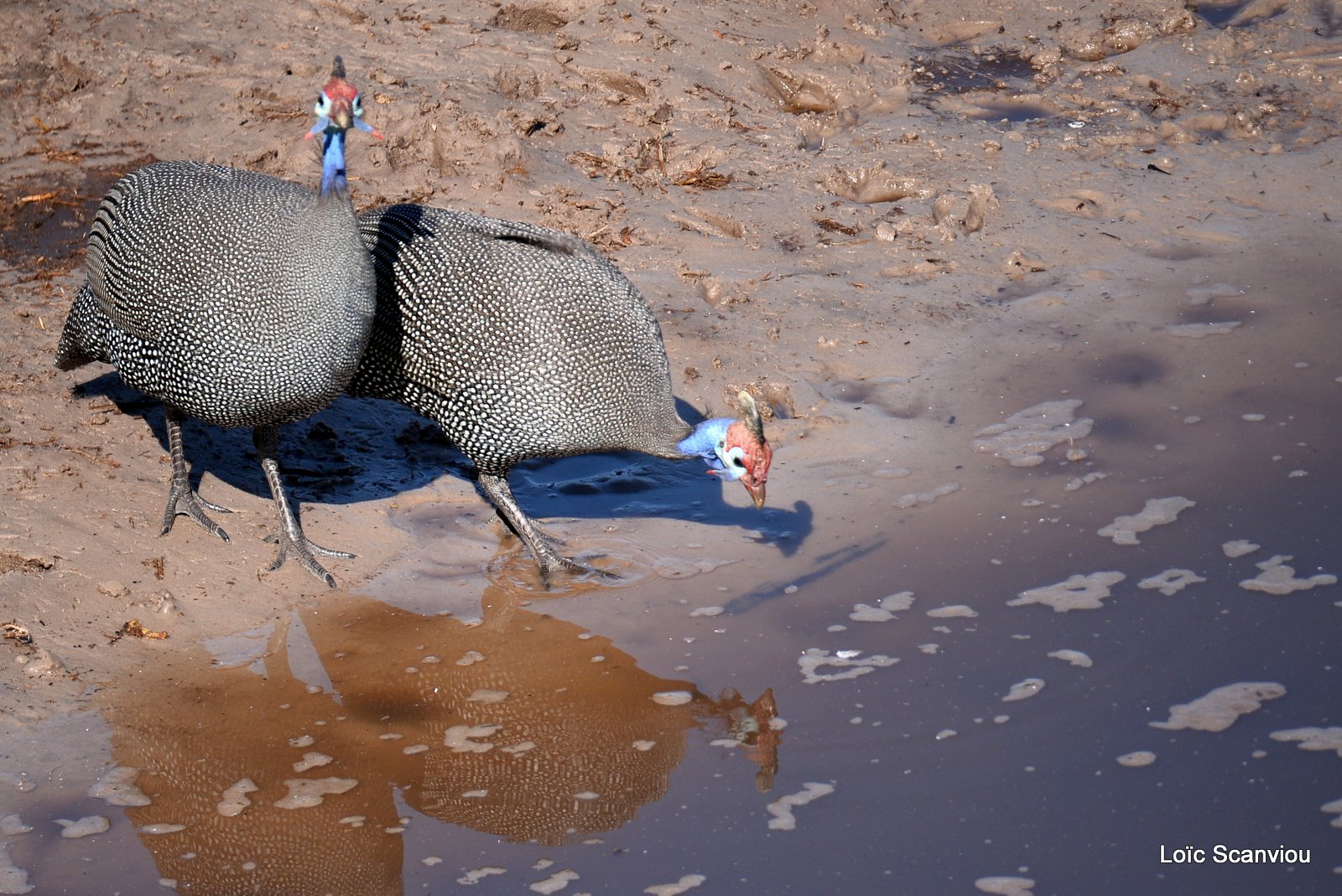 Pintade de Numidie/Helmeted Guineafowl (1)