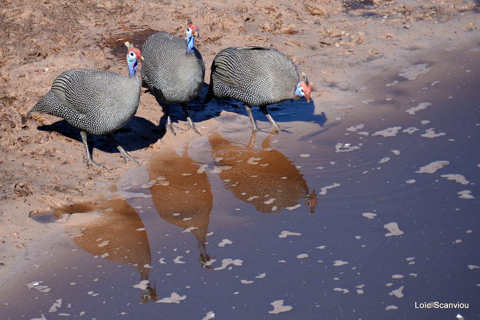 Pintade de Numidie/Helmeted Guineafowl (2)