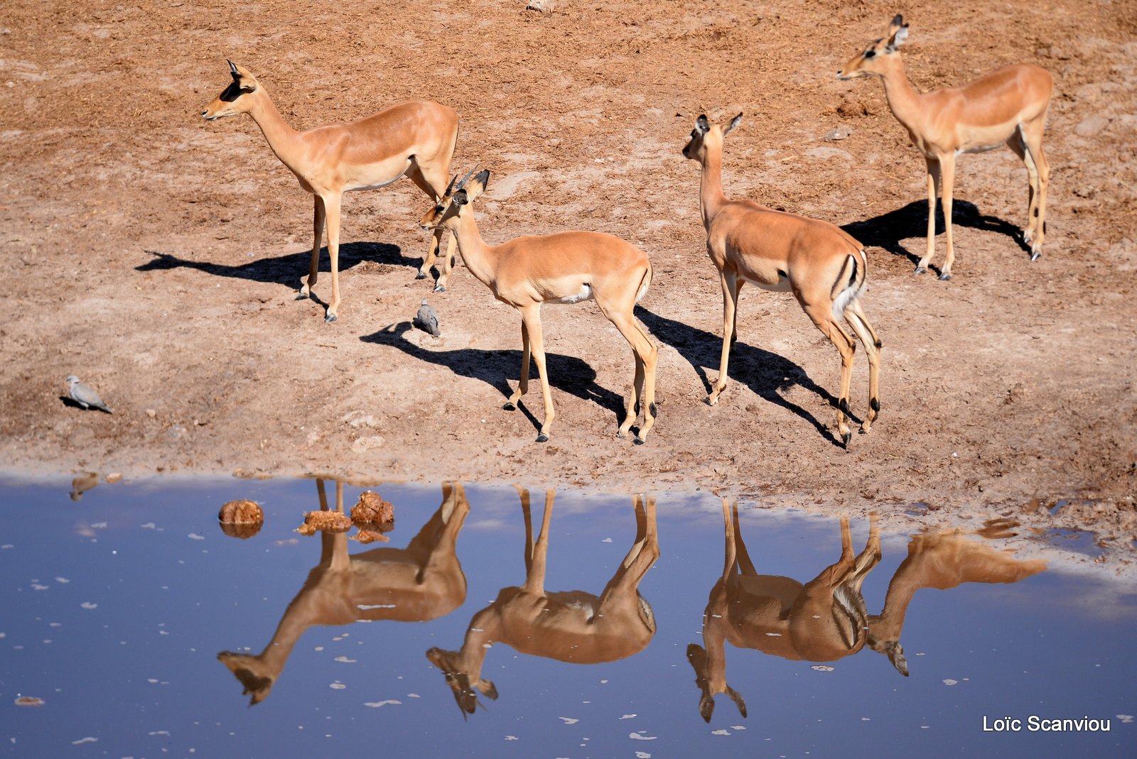 Impala (6)