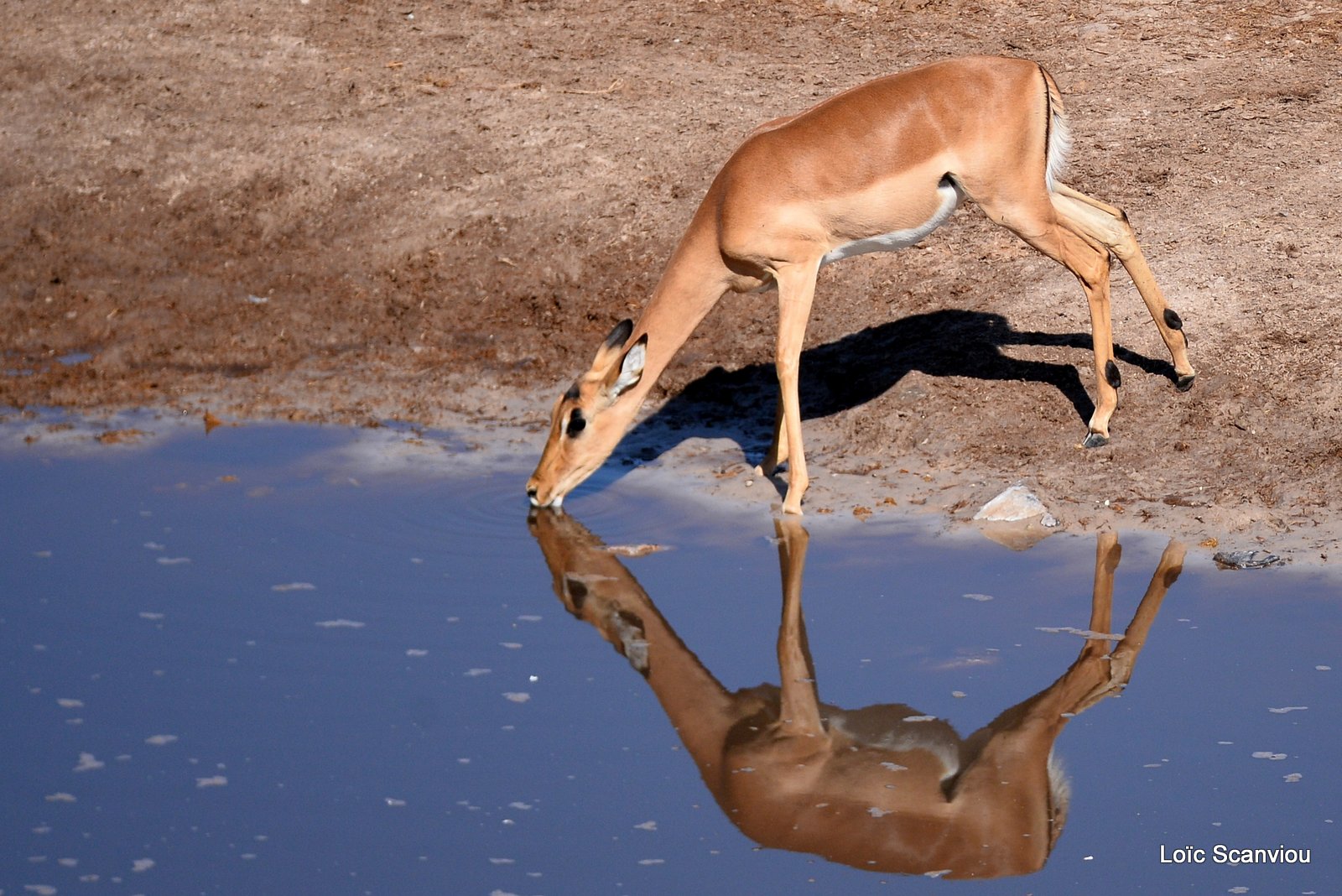 Impala (8)