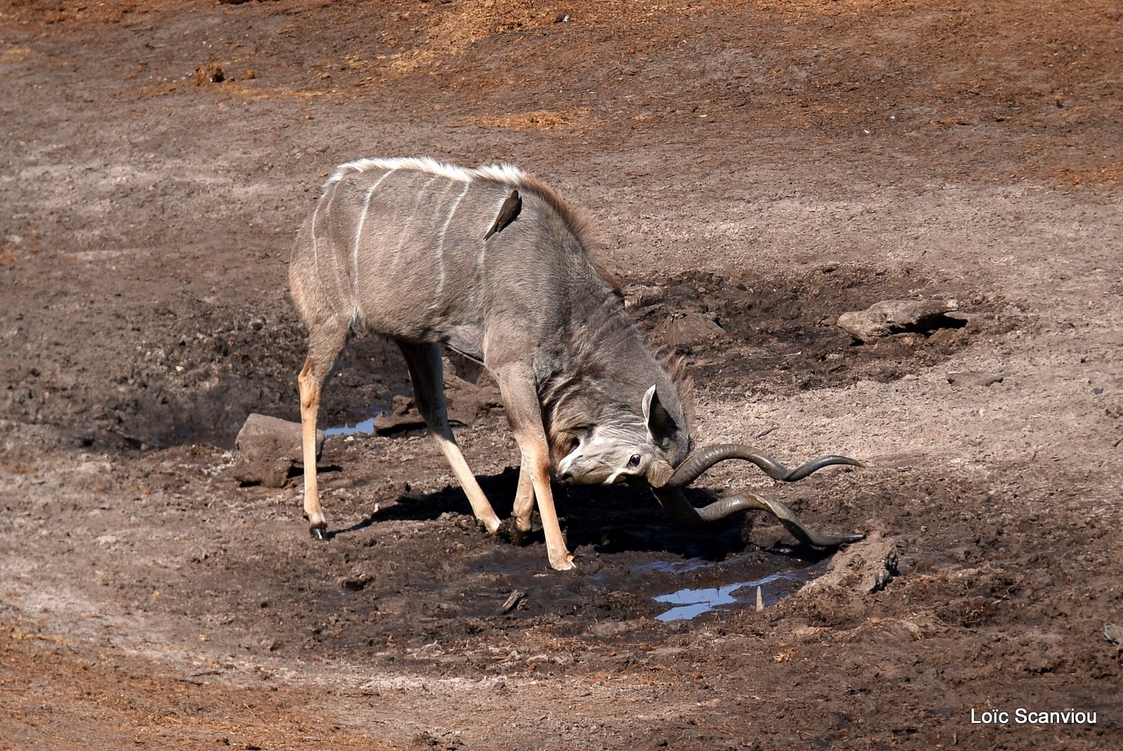 Grand koudou/Greater Kudu (6)