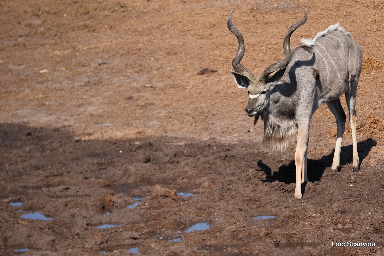 Grand koudou/Greater Kudu (7)