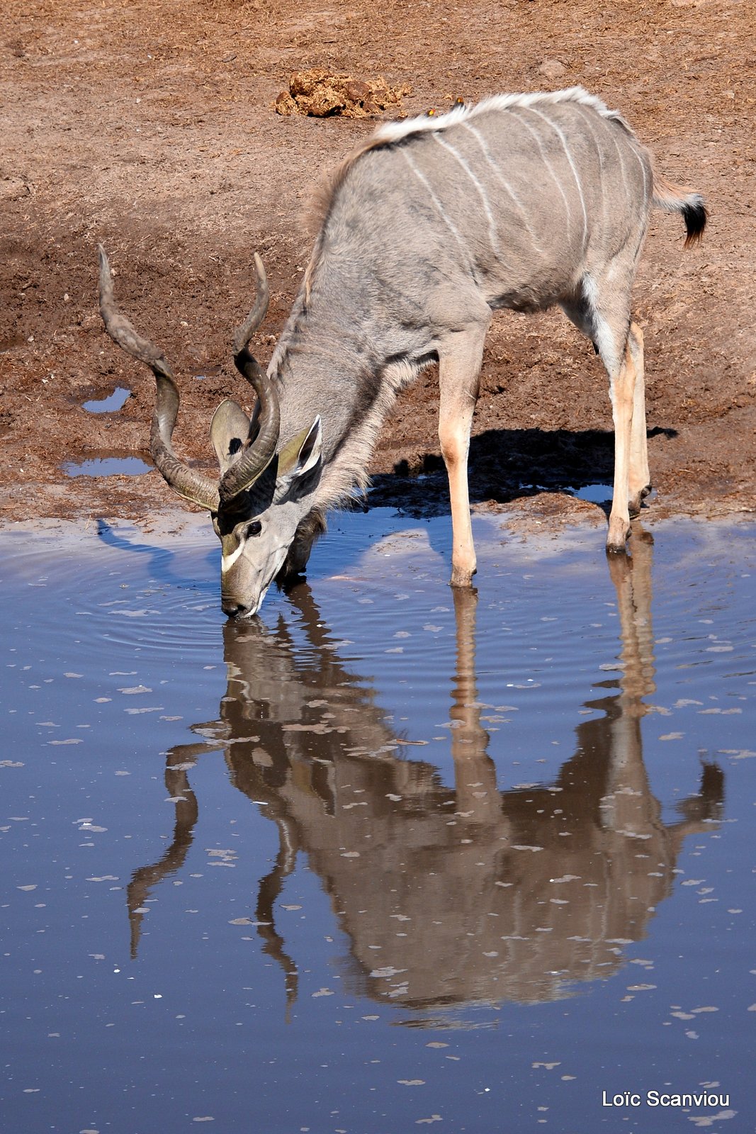 Grand koudou/Greater Kudu (8)