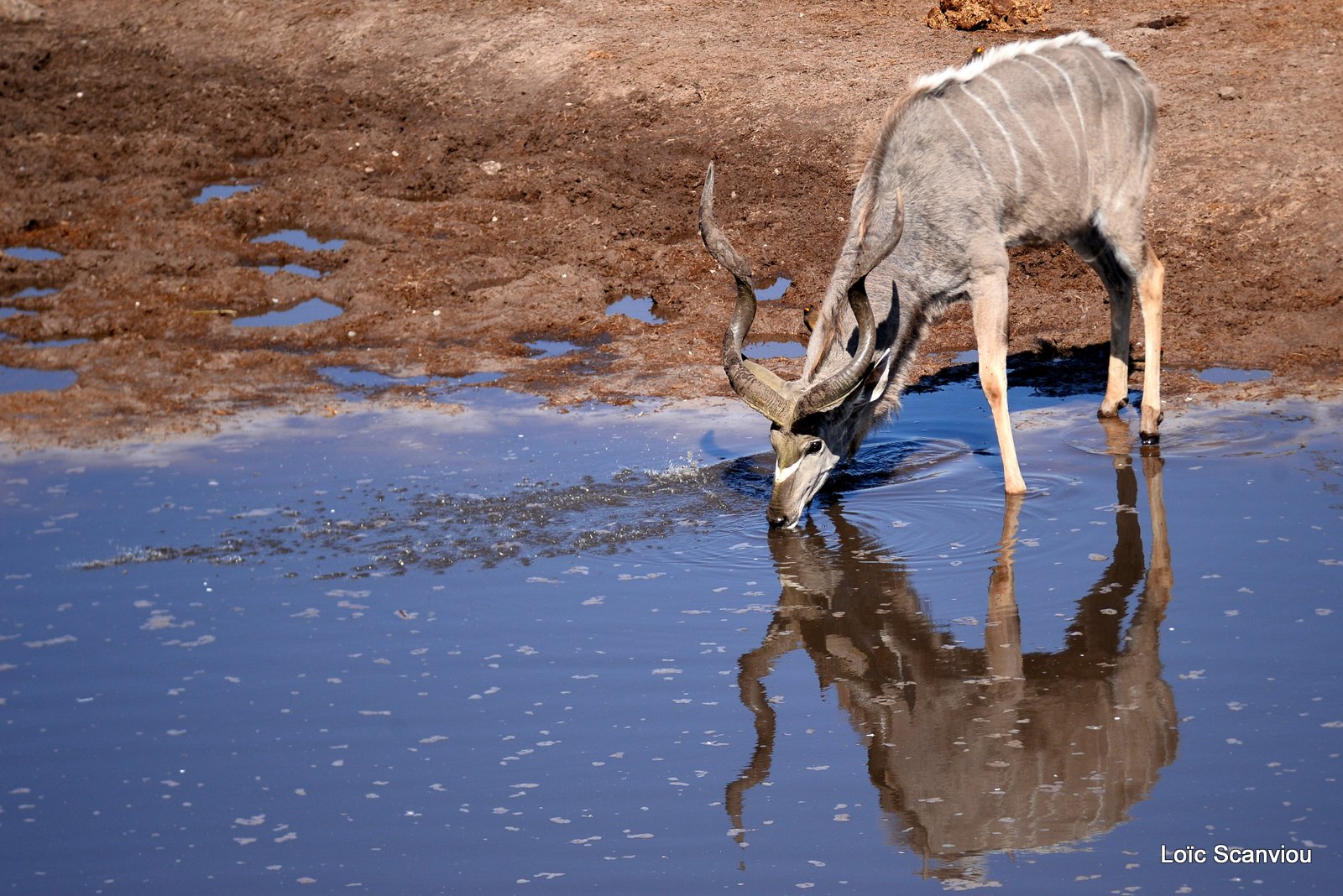 Grand koudou/Greater Kudu (9)