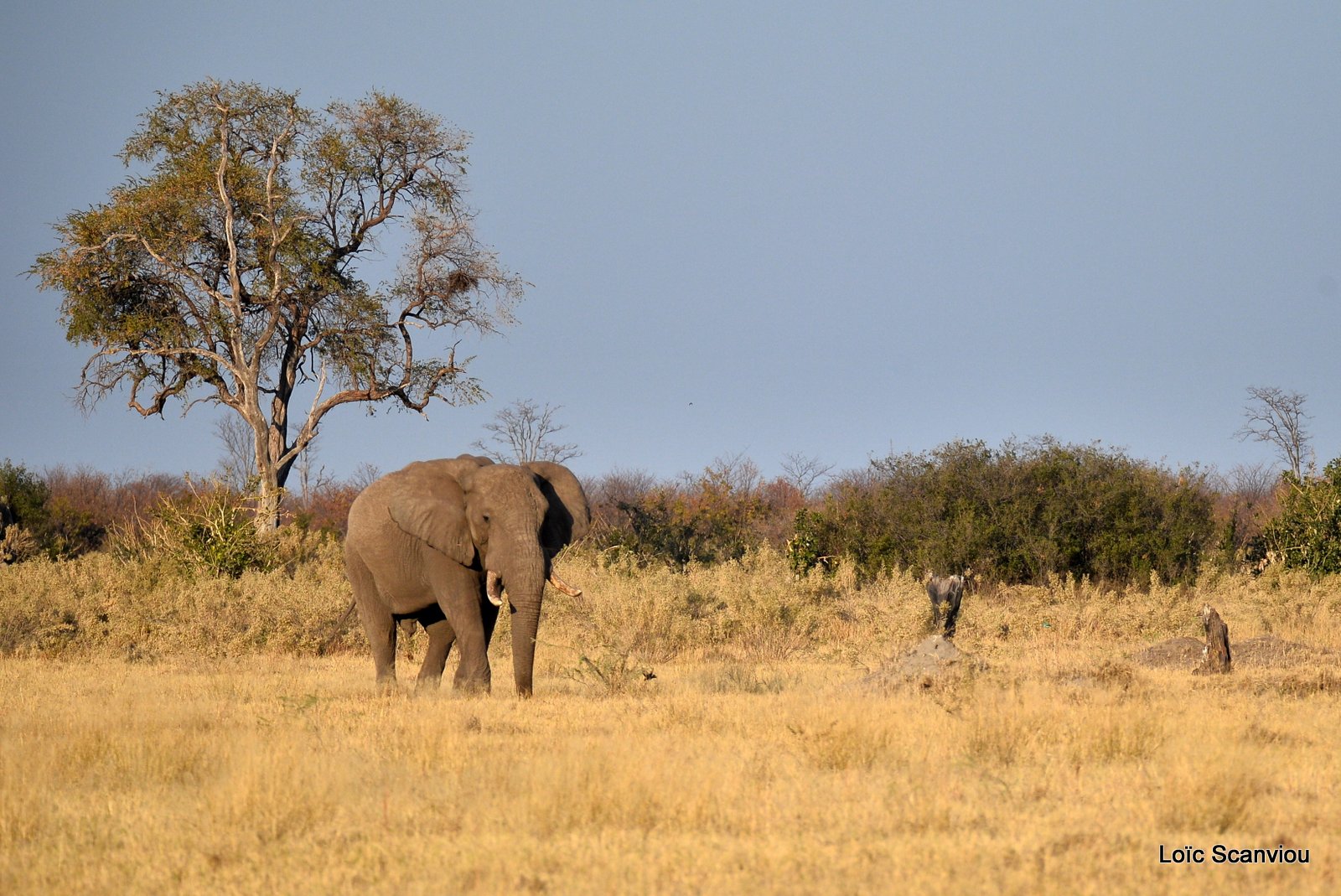 Eléphant d'Afrique/African Elephant (12)