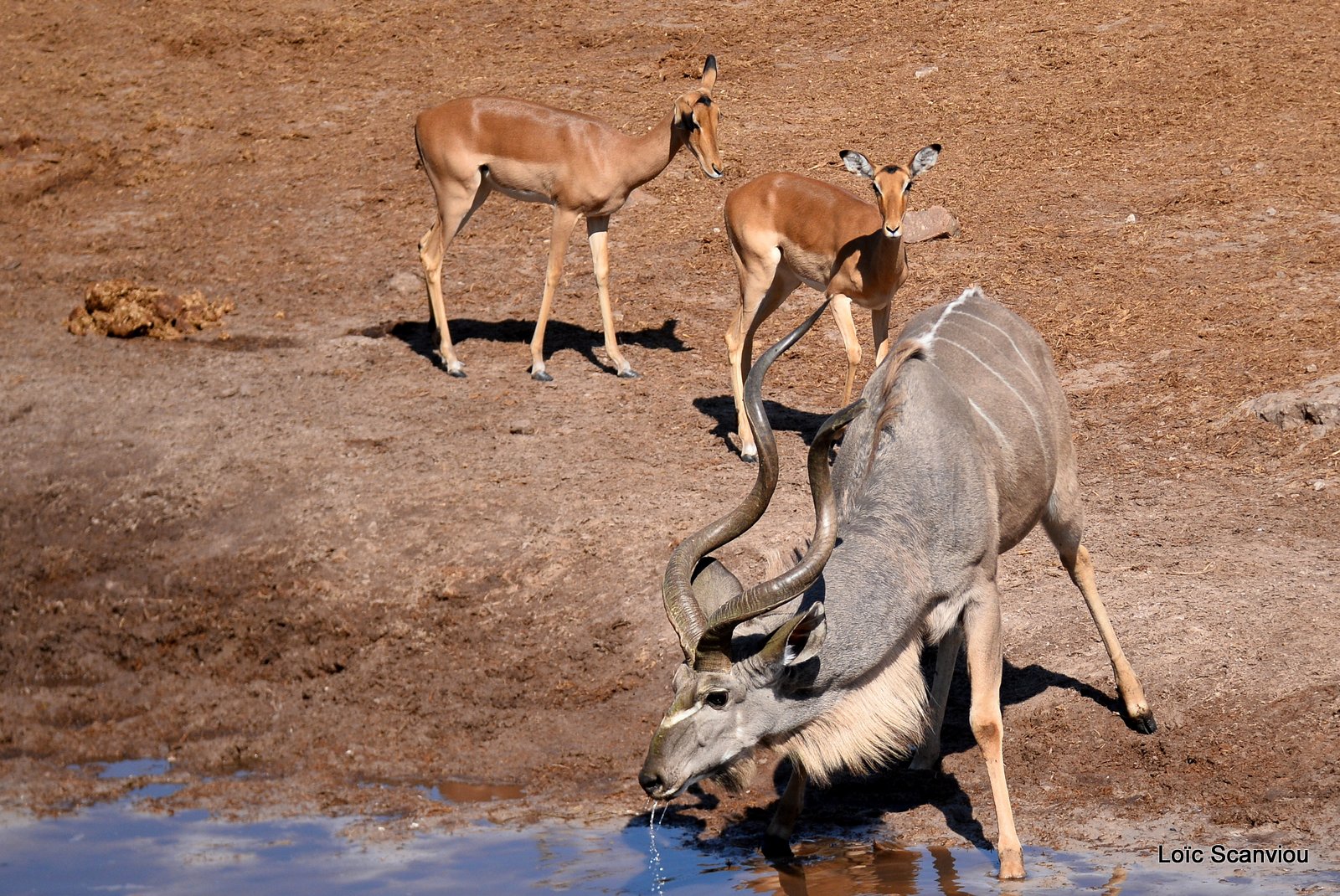Grand Koudou et impala/Greater Kudu and impala (5)