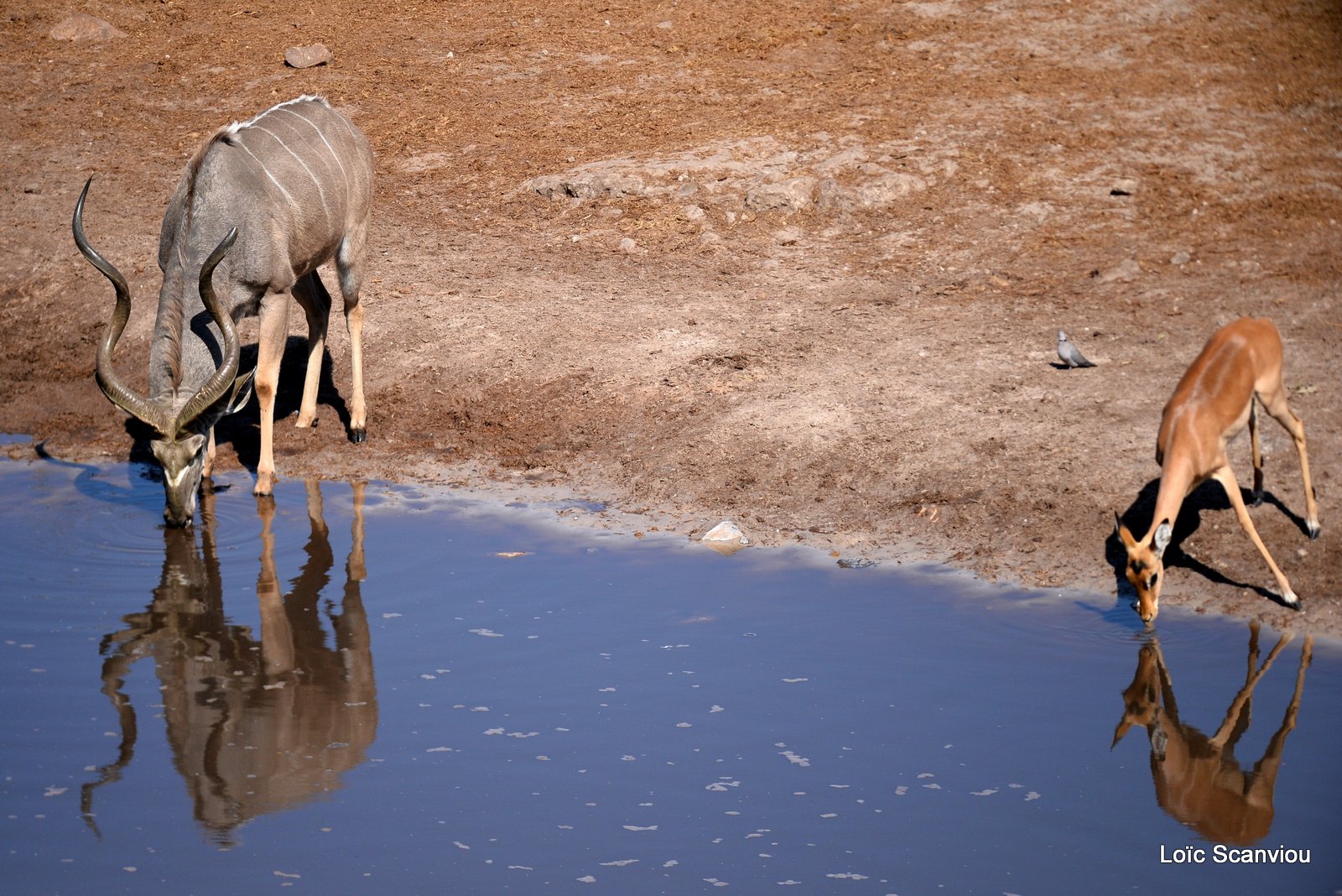 Grand Koudou et impala/Greater Kudu and impala (7)