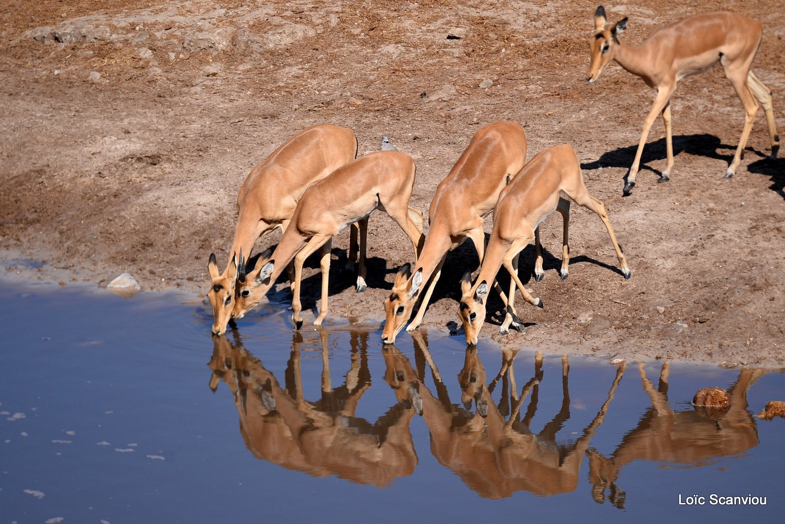 Impala (10)