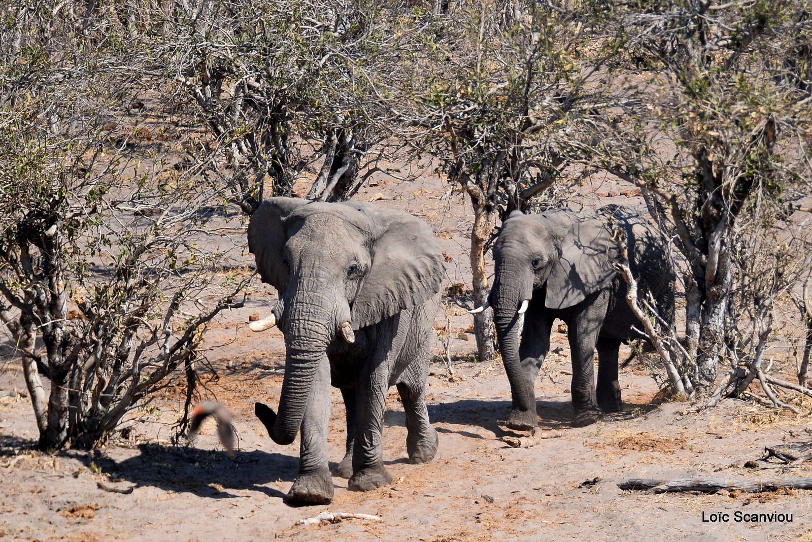 Eléphant d'Afrique/African Elephant (68)