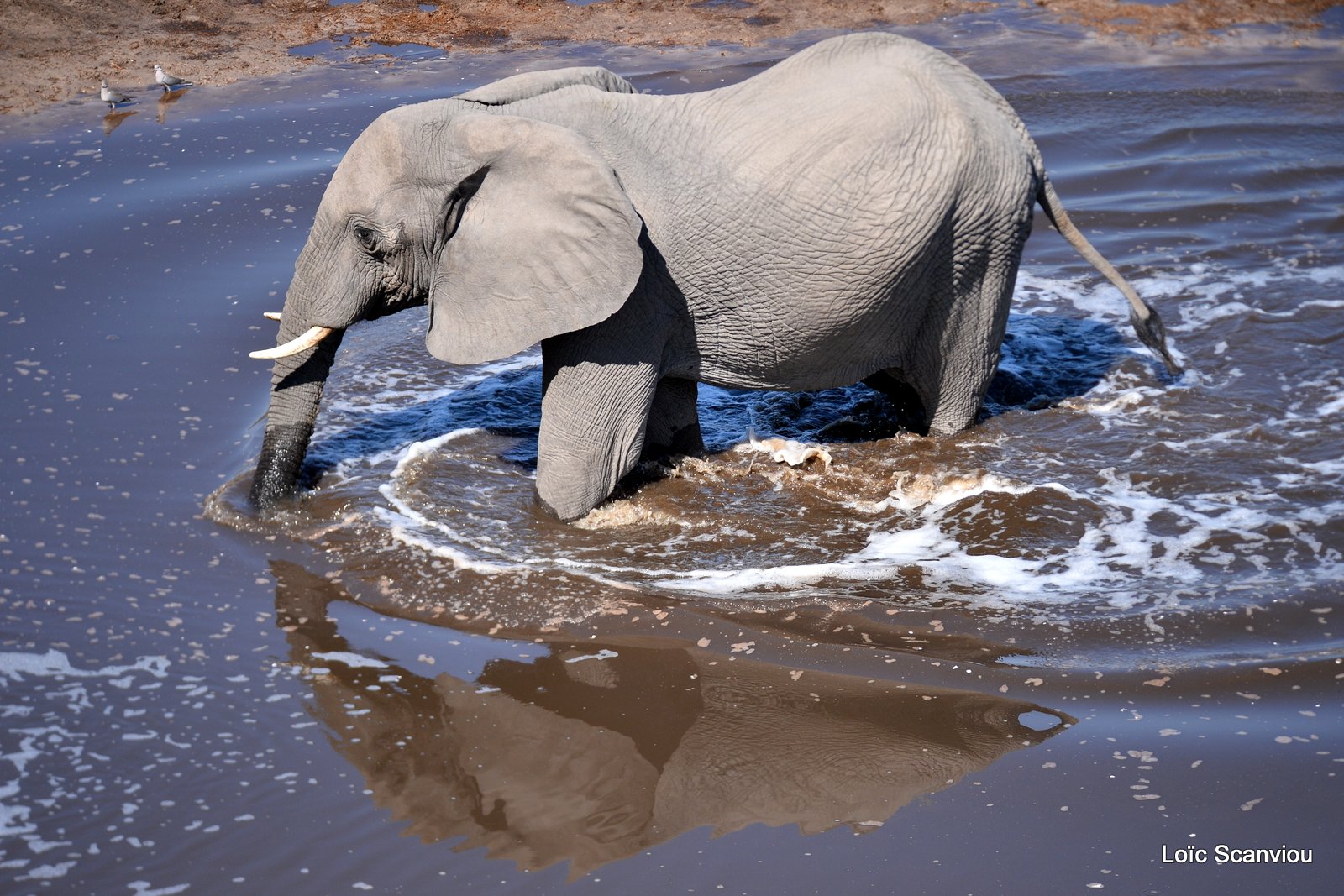 Eléphant d'Afrique/African Elephant (69)