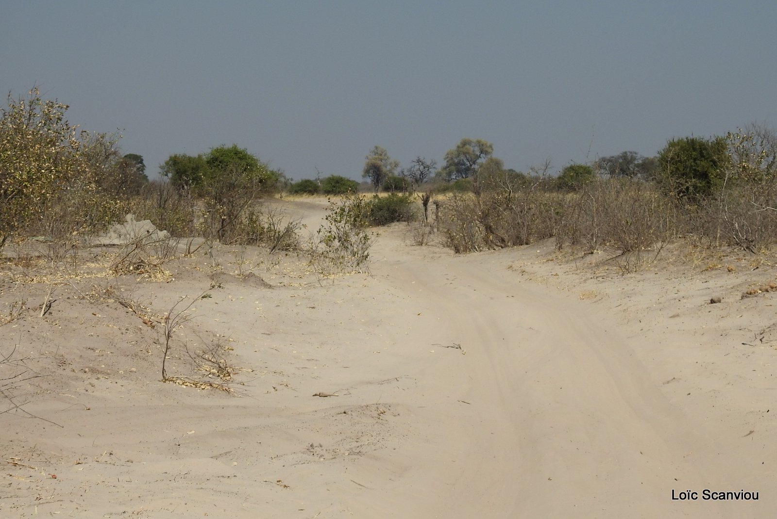 Savute (281)