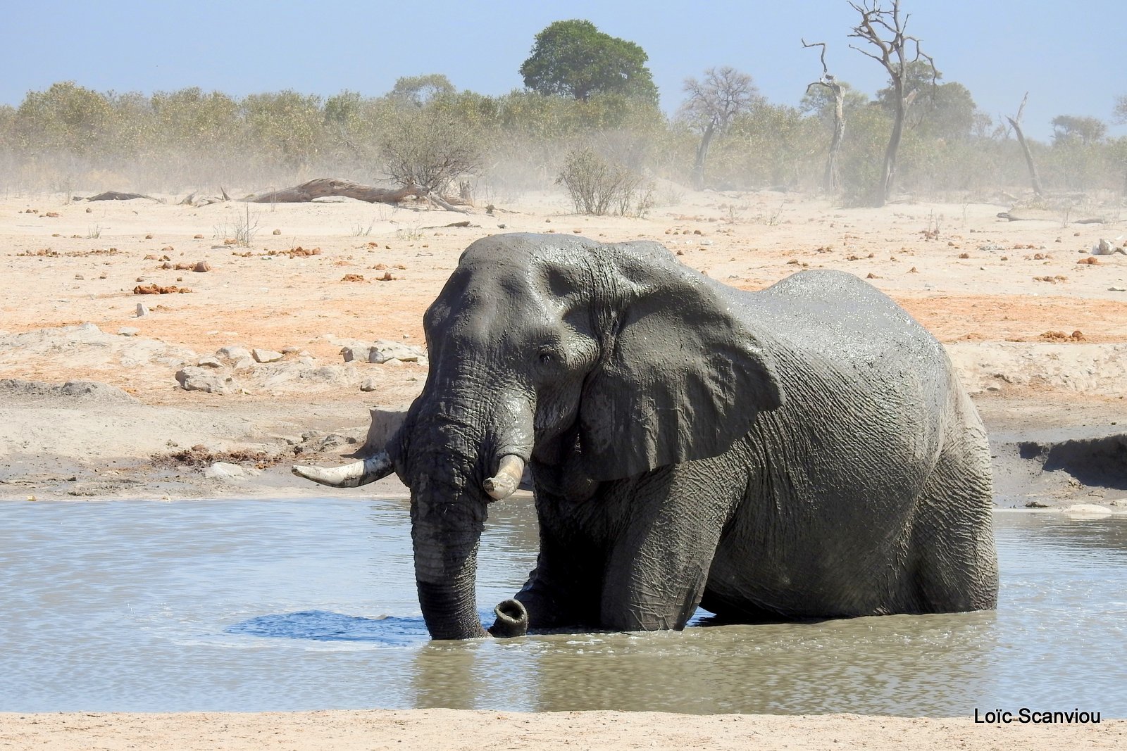 Eléphant d'Afrique/African Elephant (70)