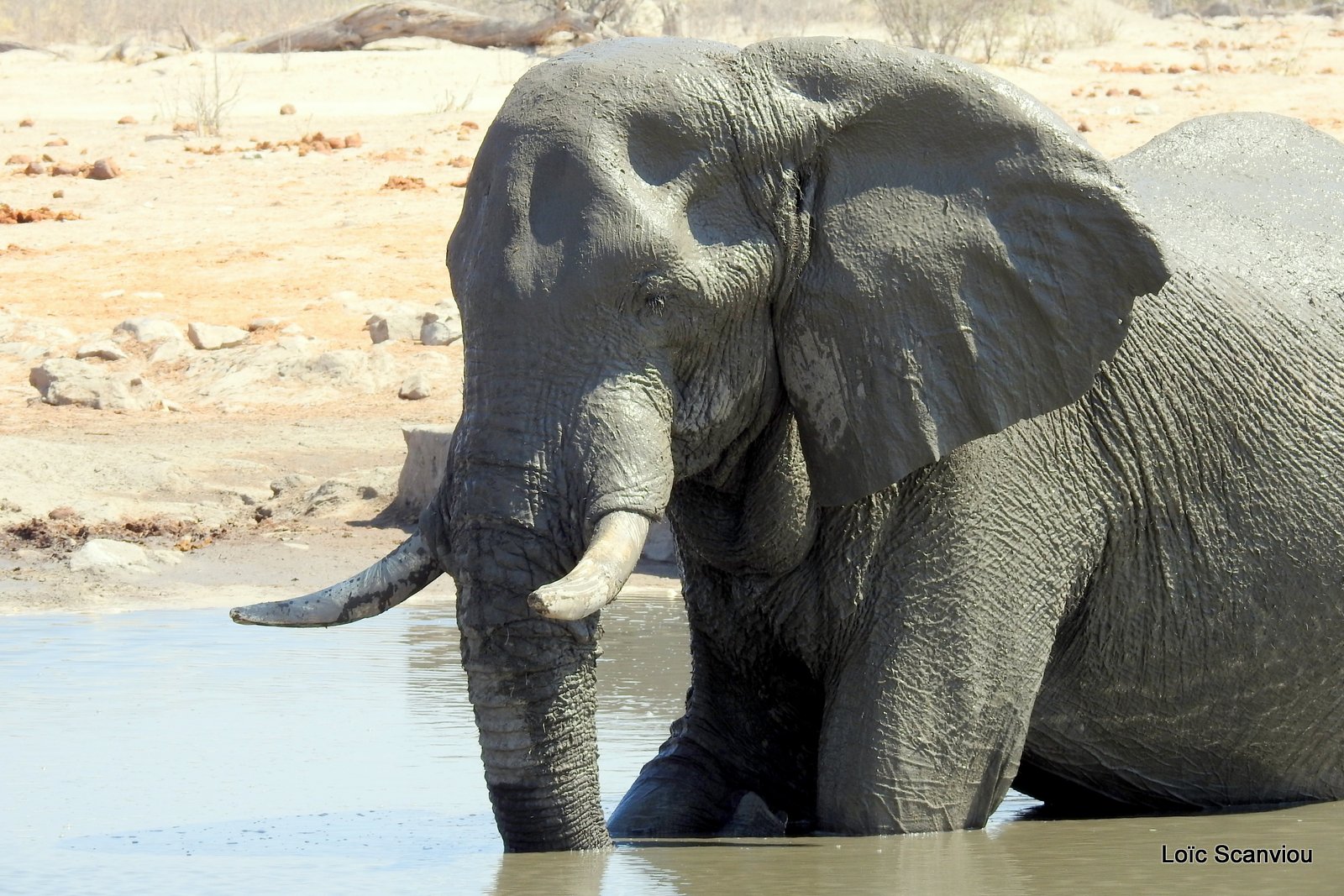 Eléphant d'Afrique/African Elephant (71)