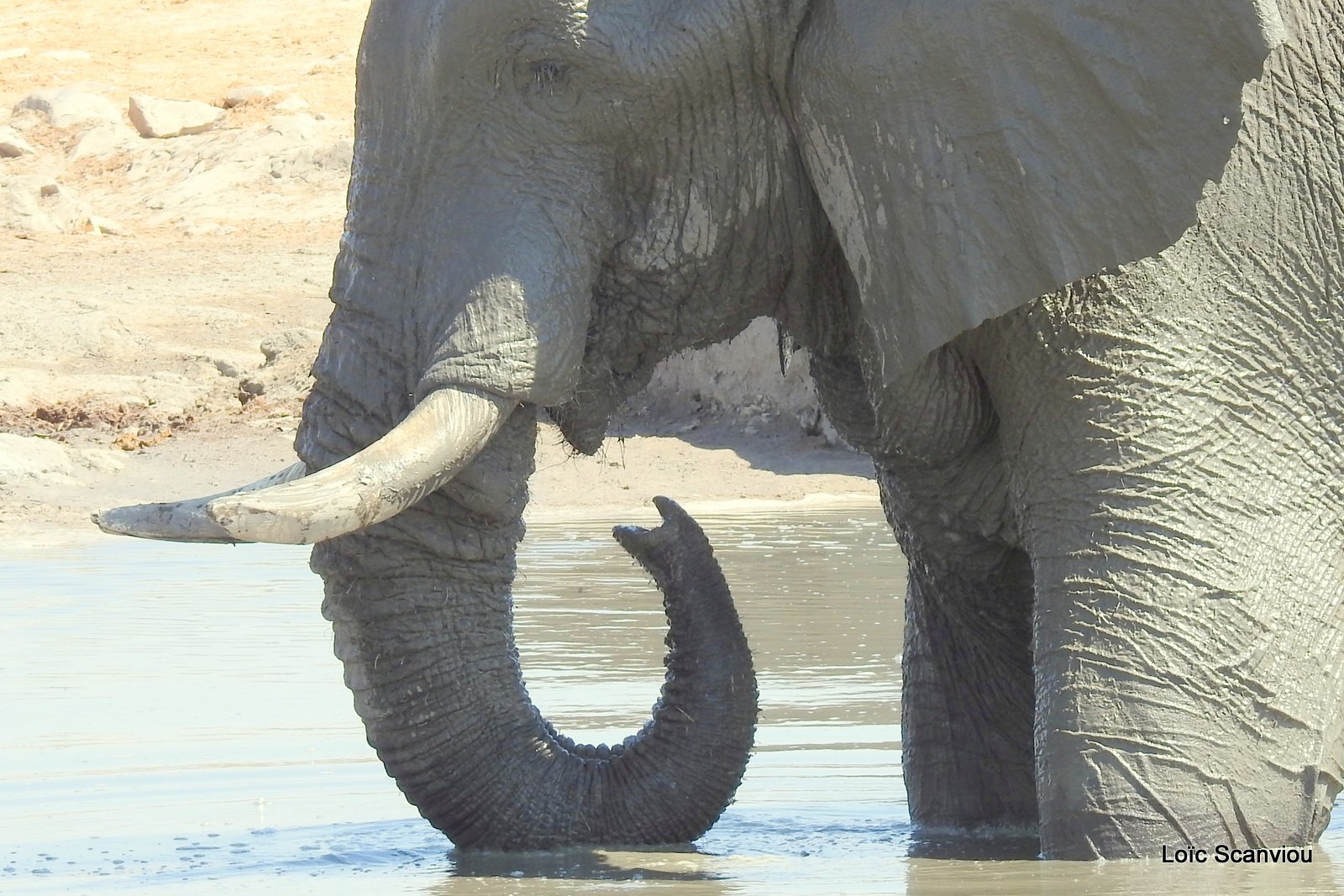 Eléphant d'Afrique/African Elephant (72)